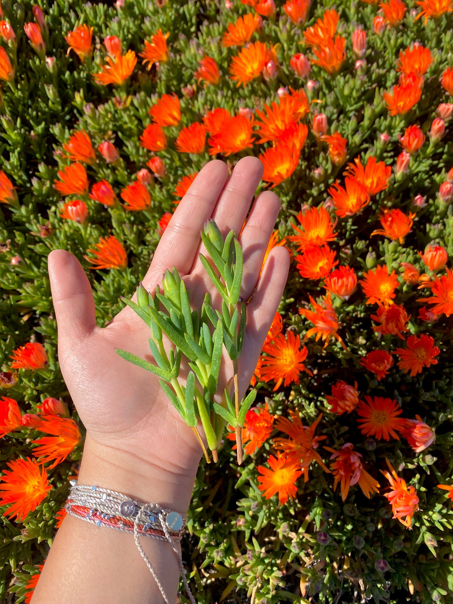 Orange Trailing Iceplant Cuttings