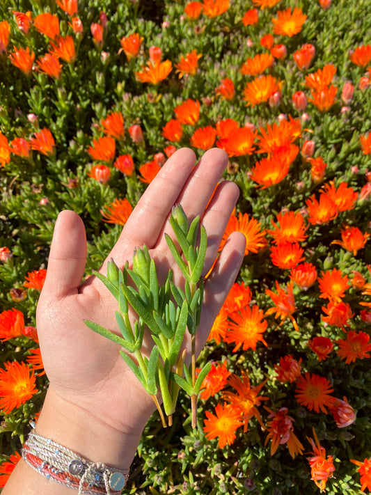 Orange Trailing Iceplant Cuttings