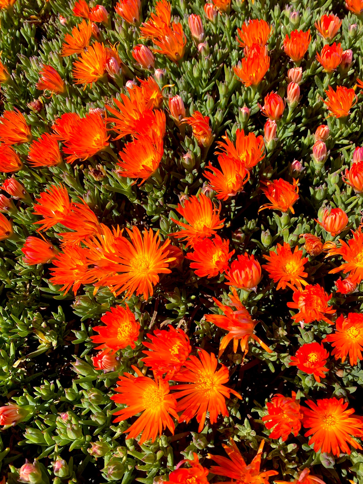 Orange Trailing Iceplant Cuttings