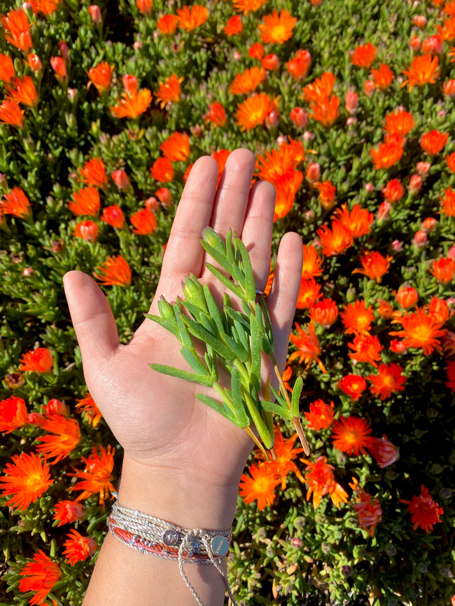 Orange Trailing Iceplant Cuttings