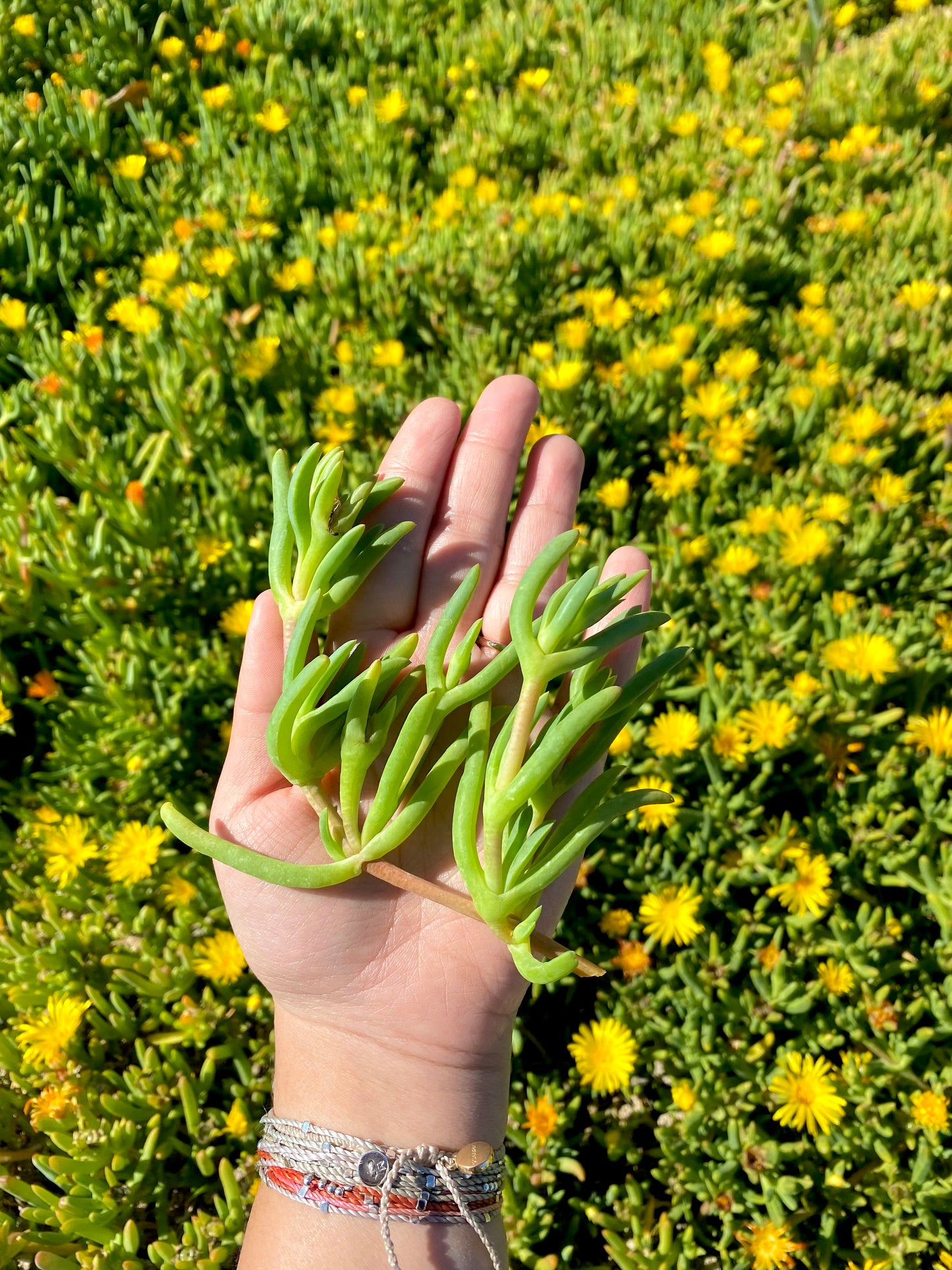 Yellow Trailing Iceplant Cuttings