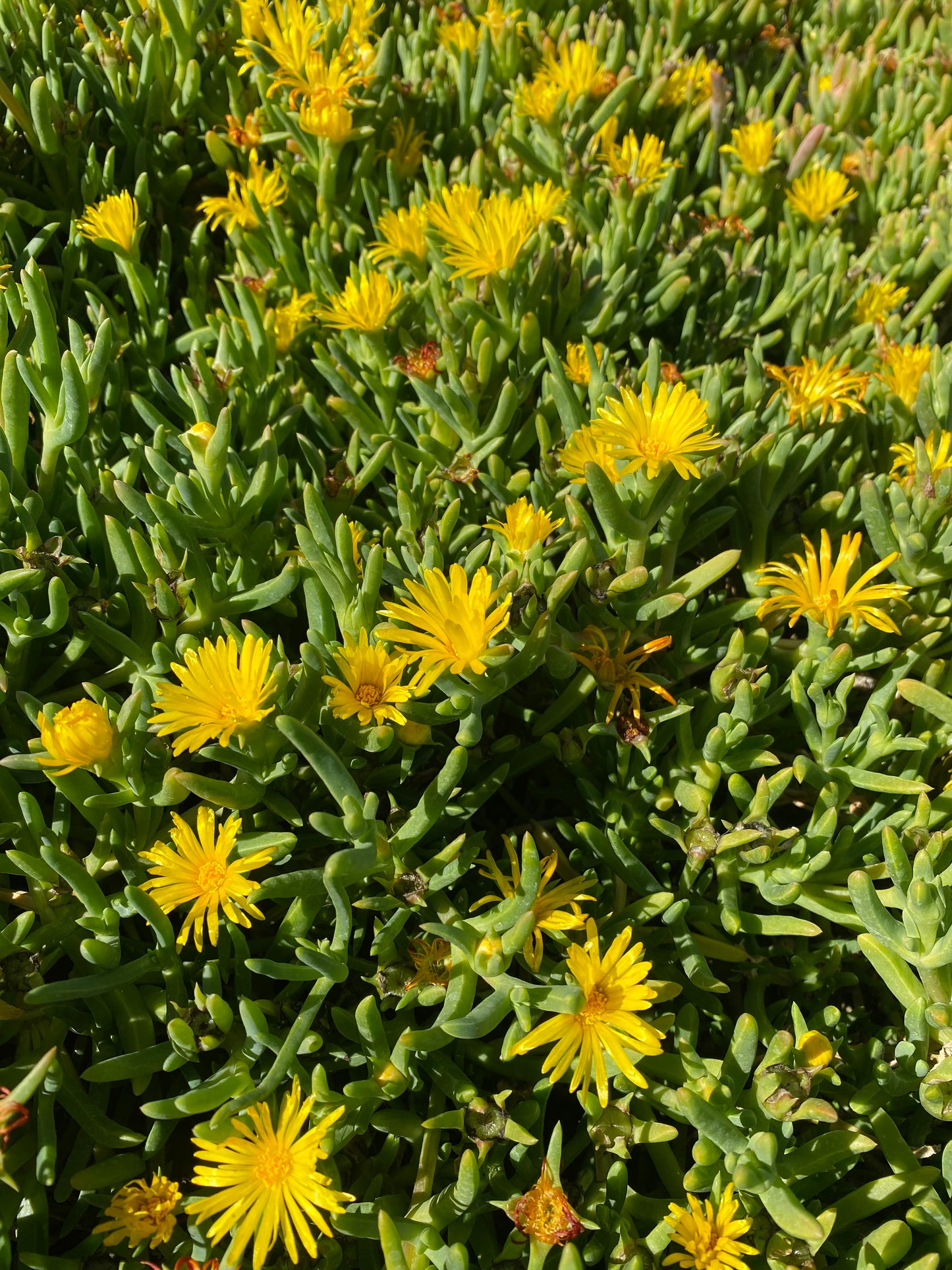Yellow Trailing Iceplant Cuttings