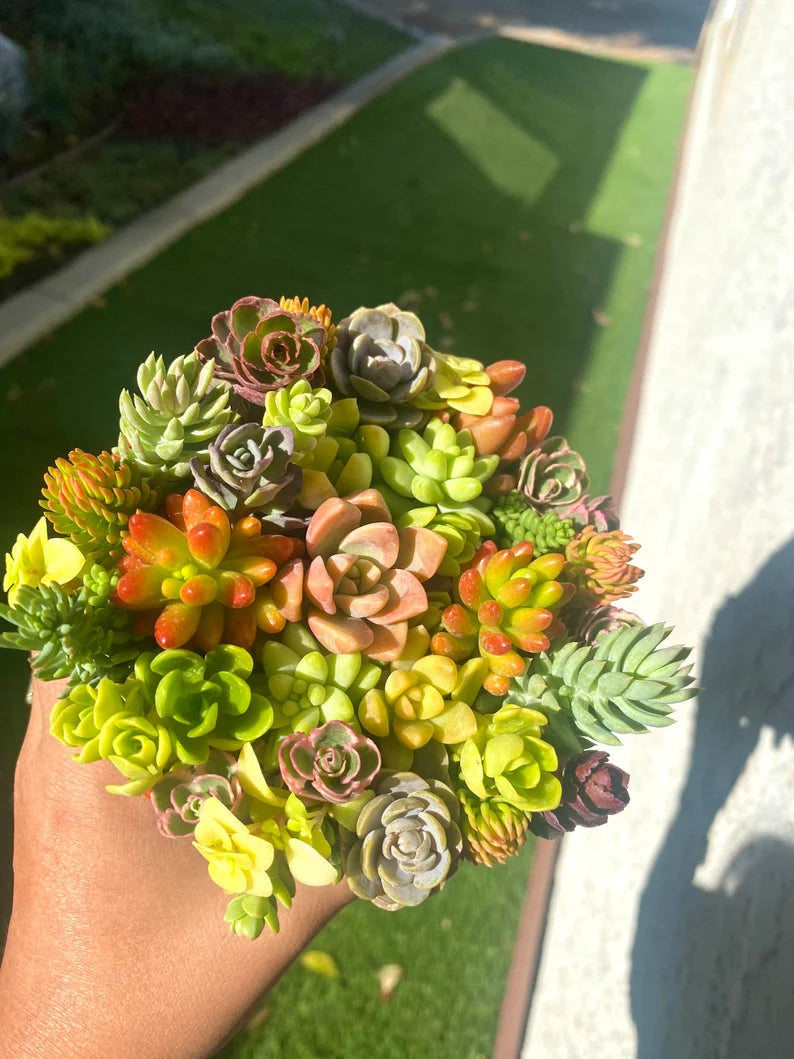 30 Mini Succulent Cutting Cup
