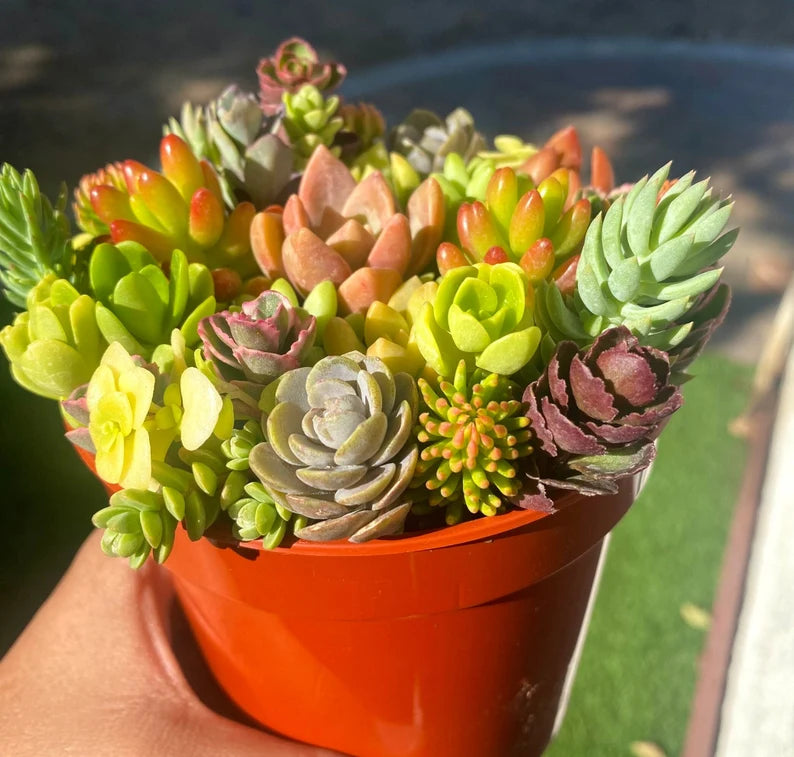 30 Mini Succulent Cutting Cup