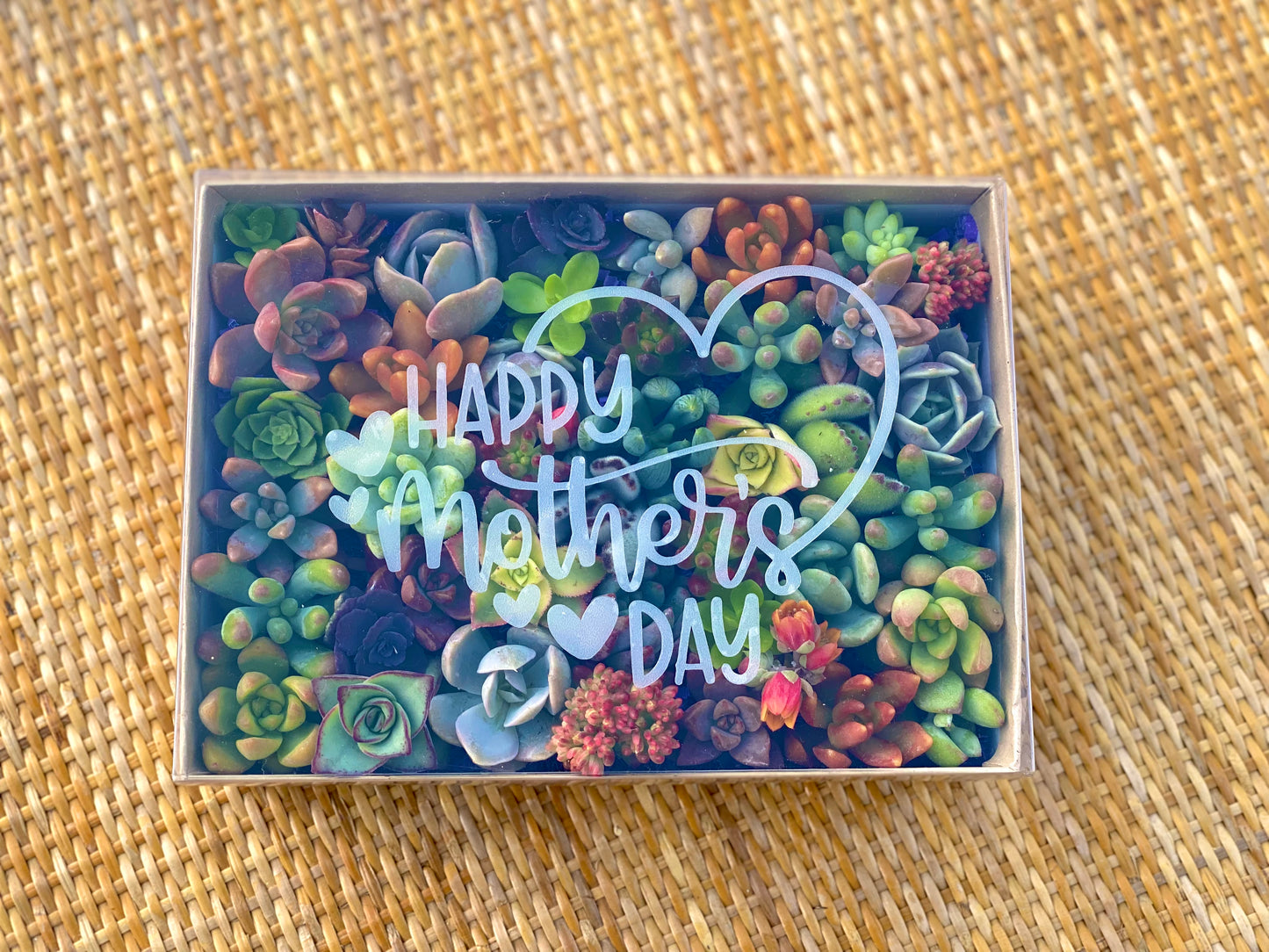 30 Mini Succulent Cutting Gift Box