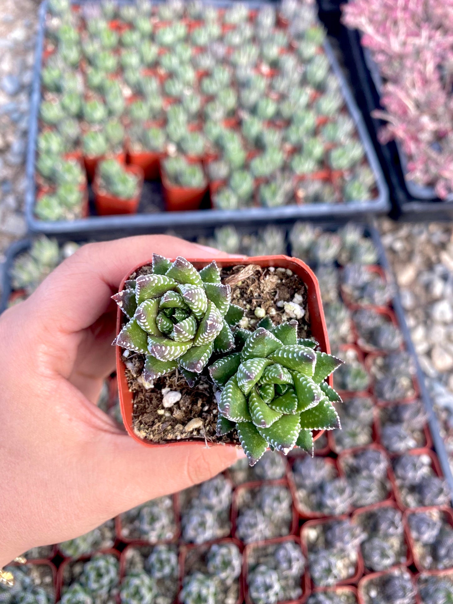 2" Haworthia Zebra