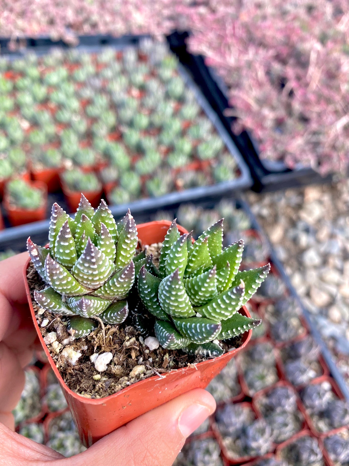 2" Haworthia Zebra