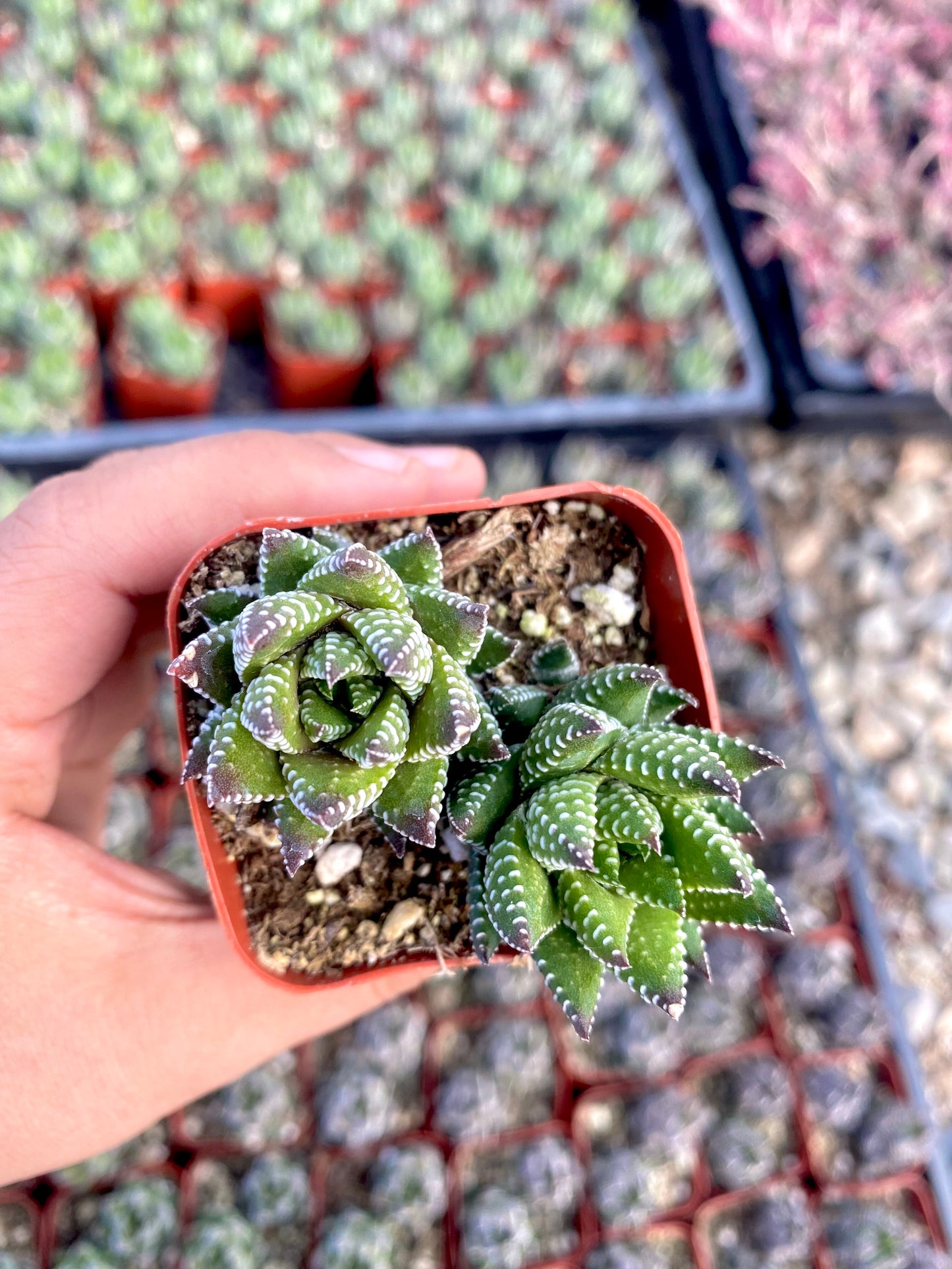 2" Haworthia Zebra