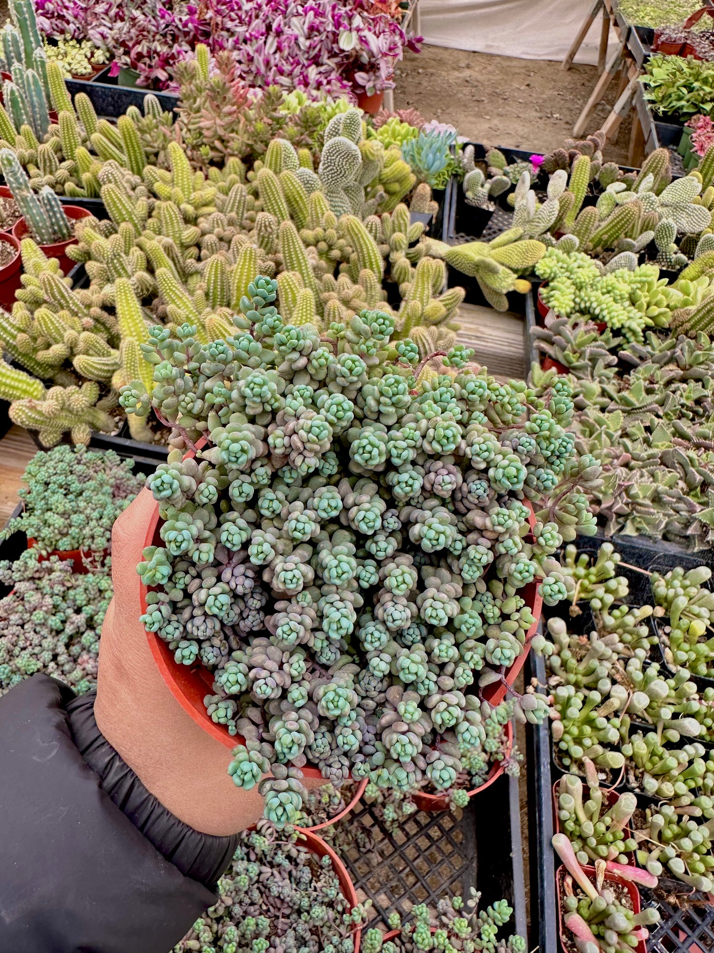 4" Sedum Dasyphyllum Minor