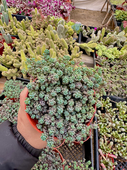 4" Sedum Dasyphyllum Minor