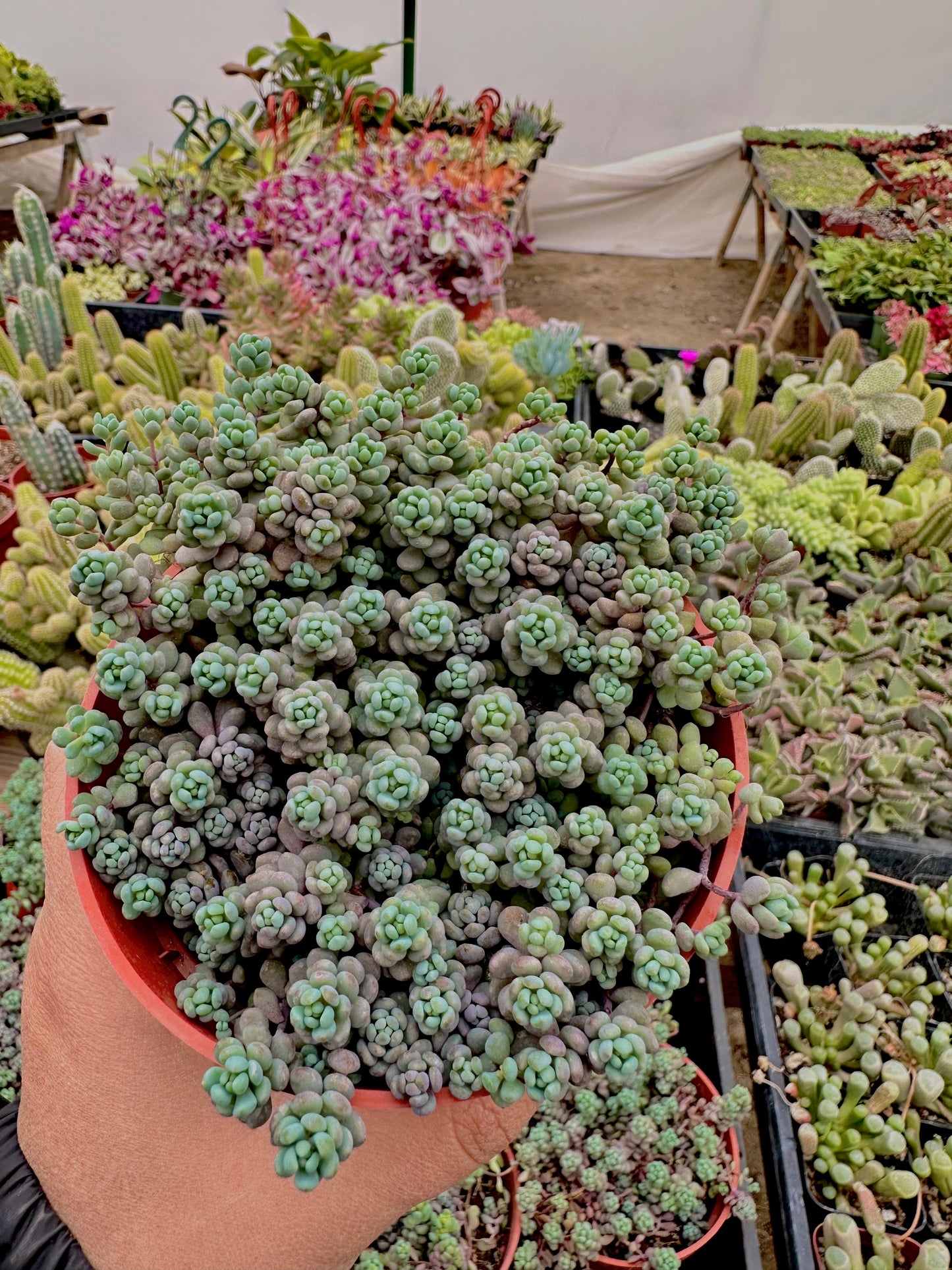 4" Sedum Dasyphyllum Minor