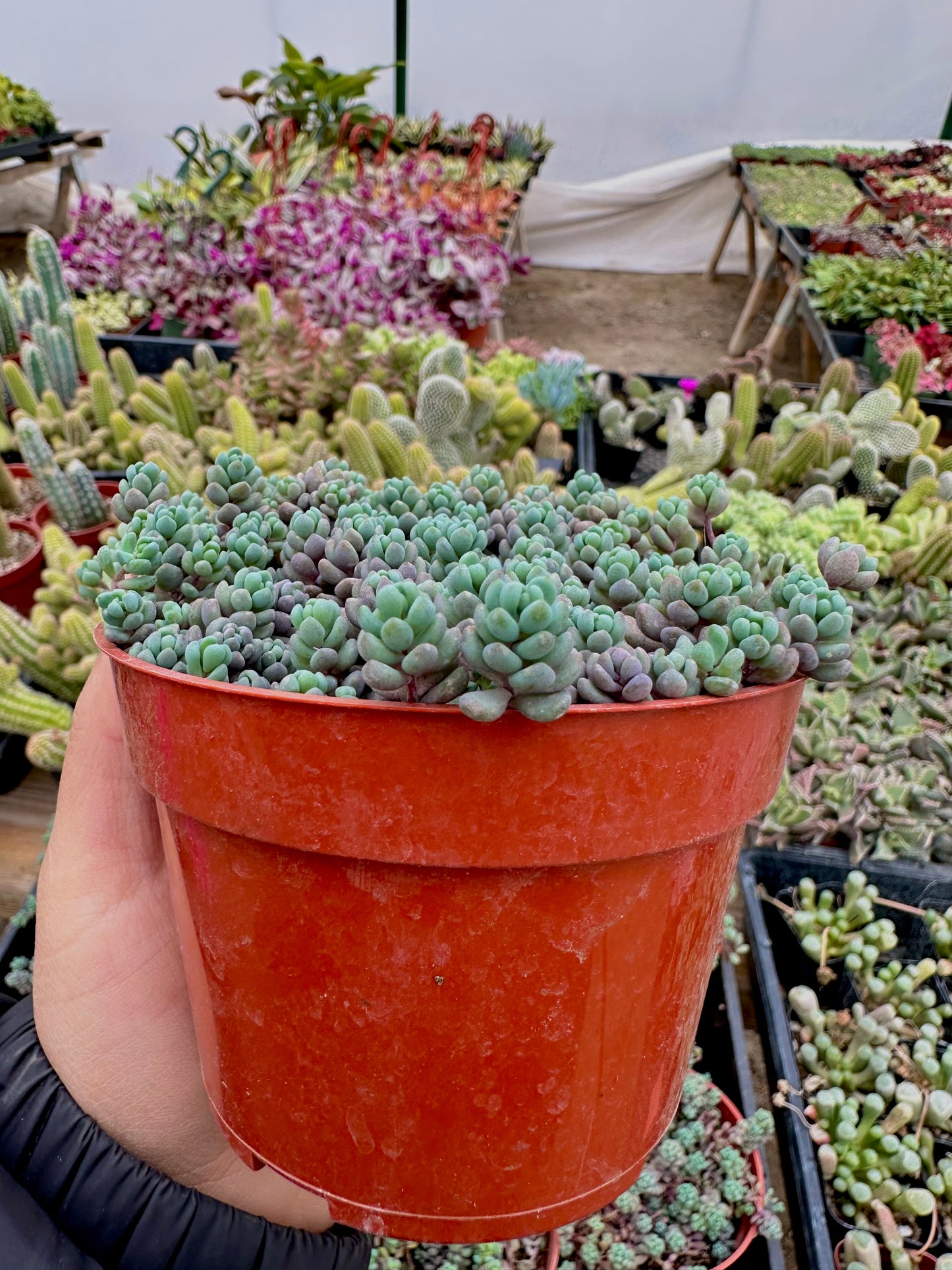 4" Sedum Dasyphyllum Minor