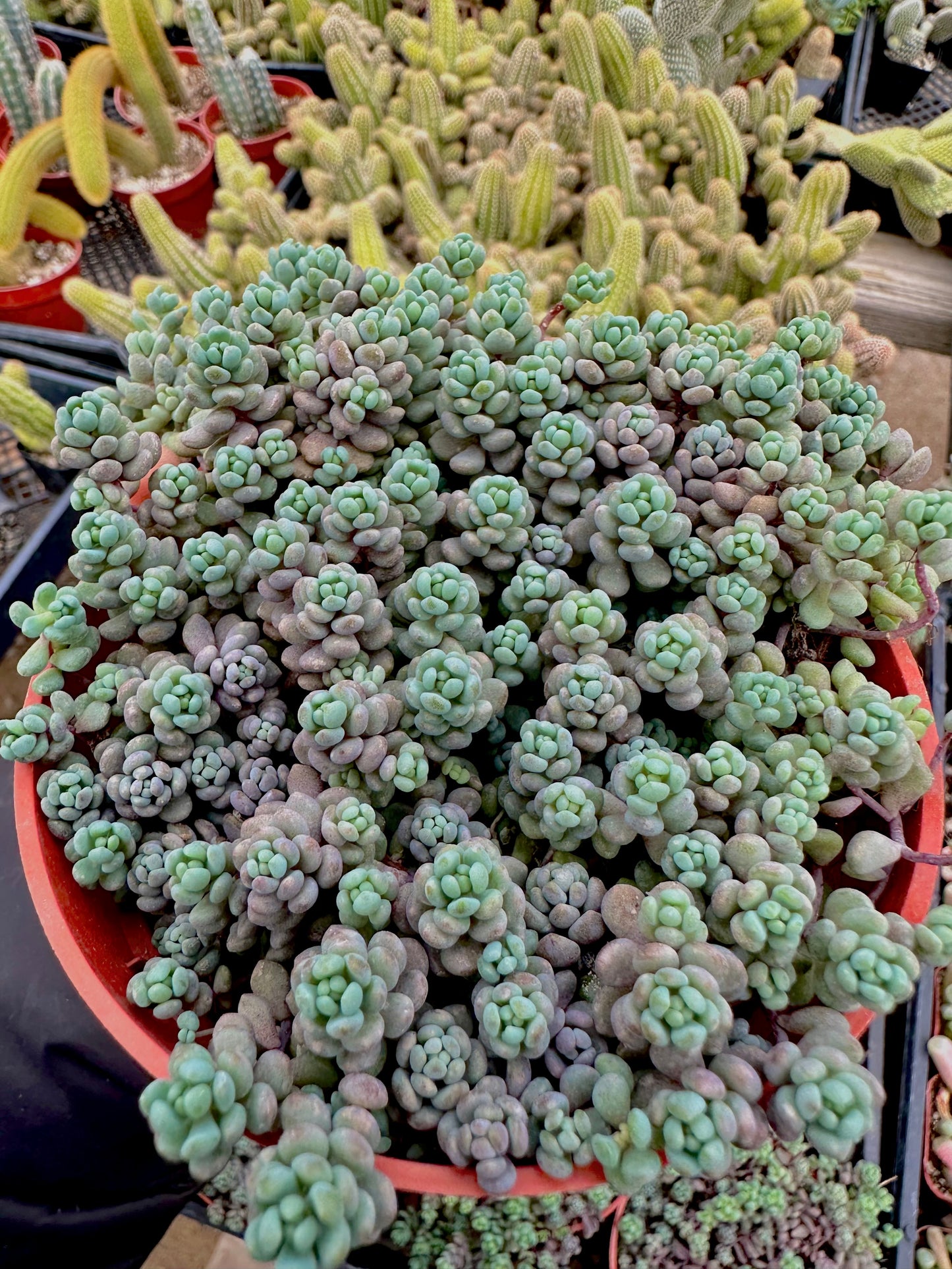 4" Sedum Dasyphyllum Minor