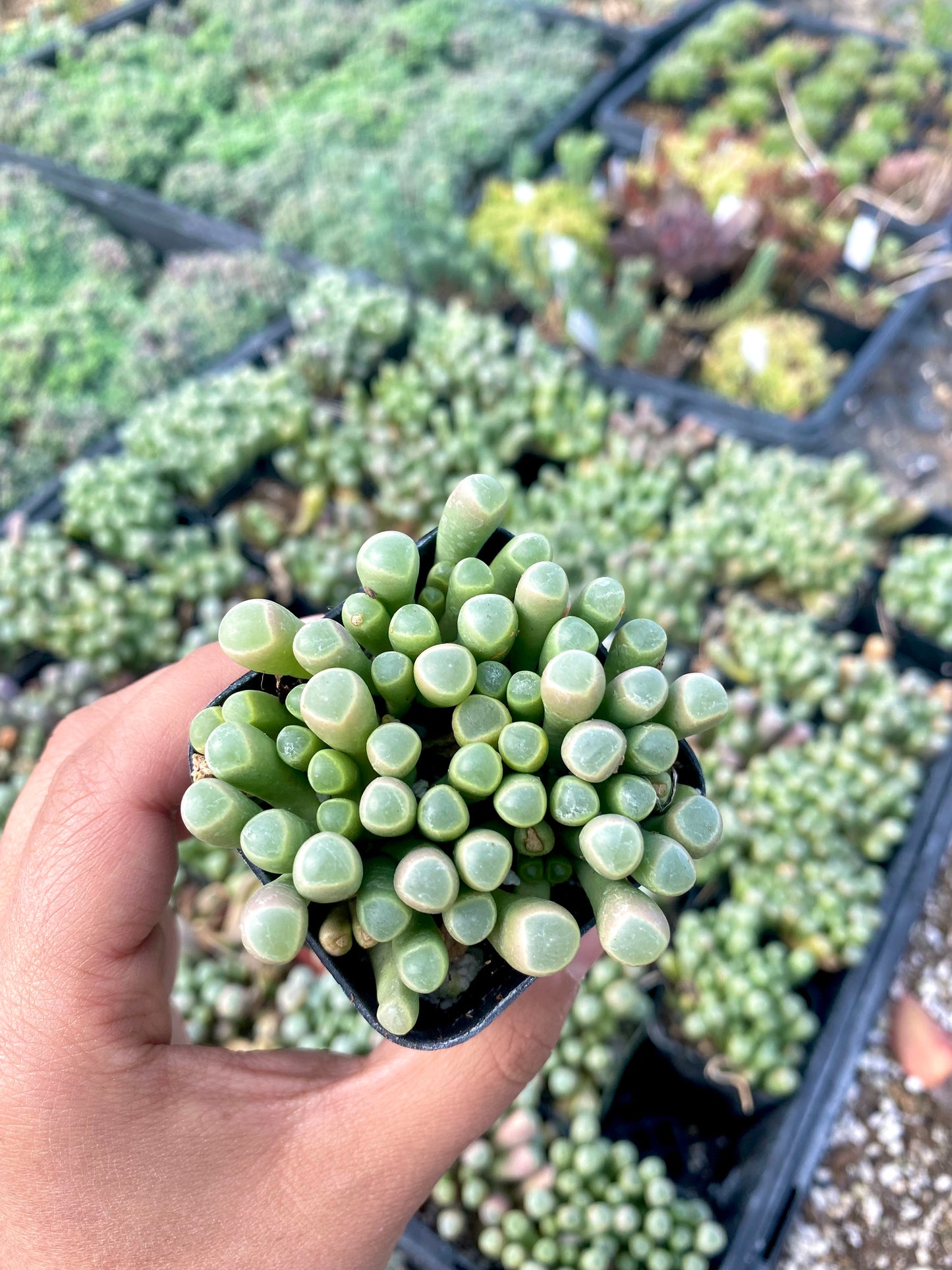 2" Baby Toes