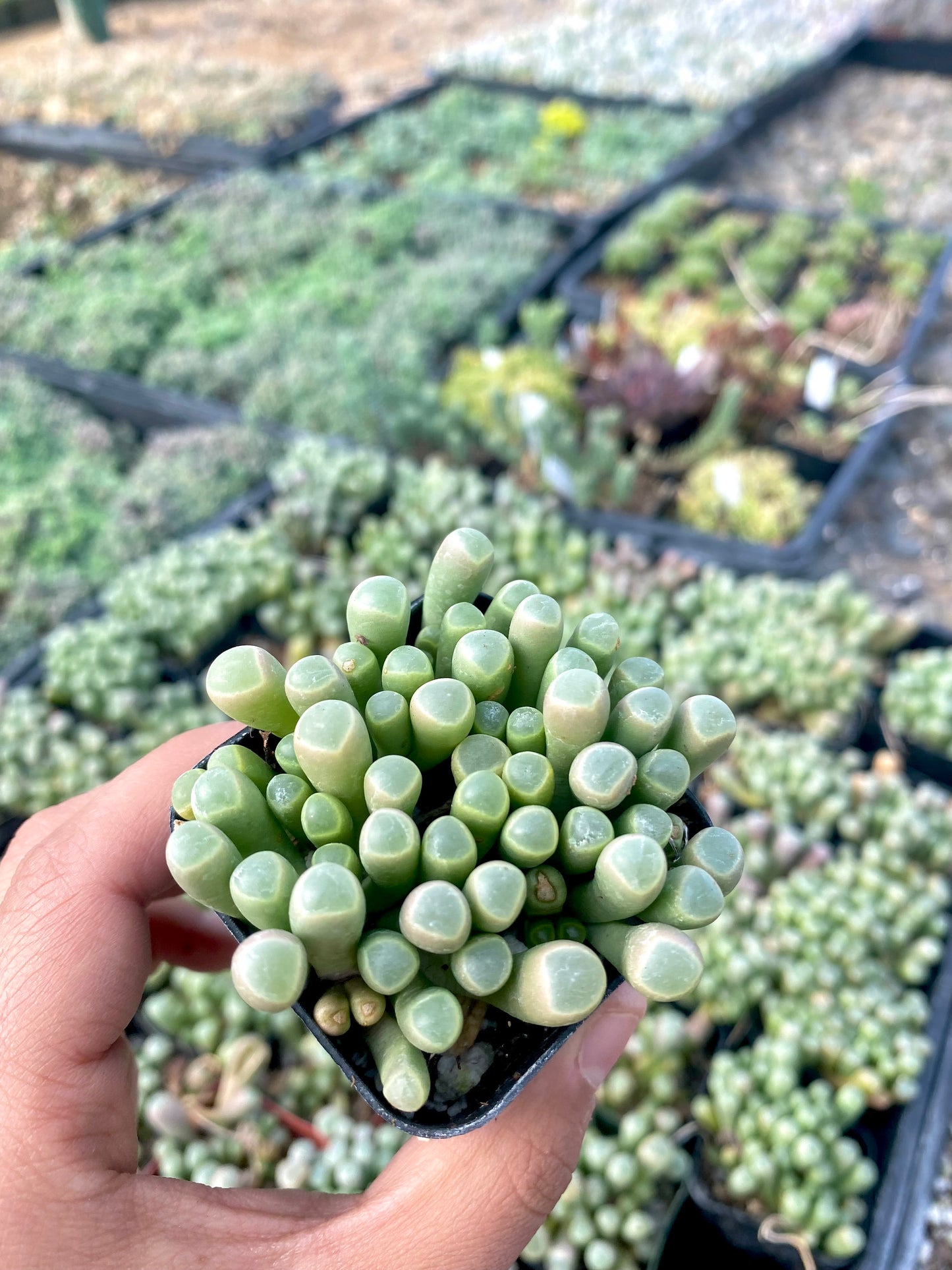 2" Baby Toes