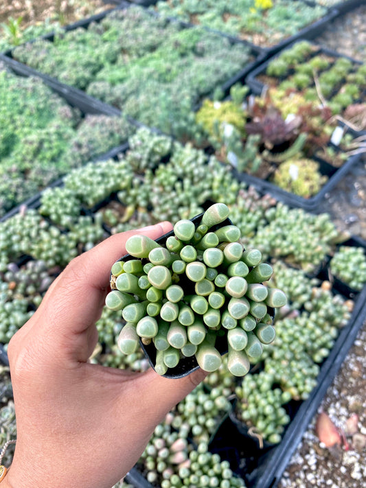 2" Baby Toes