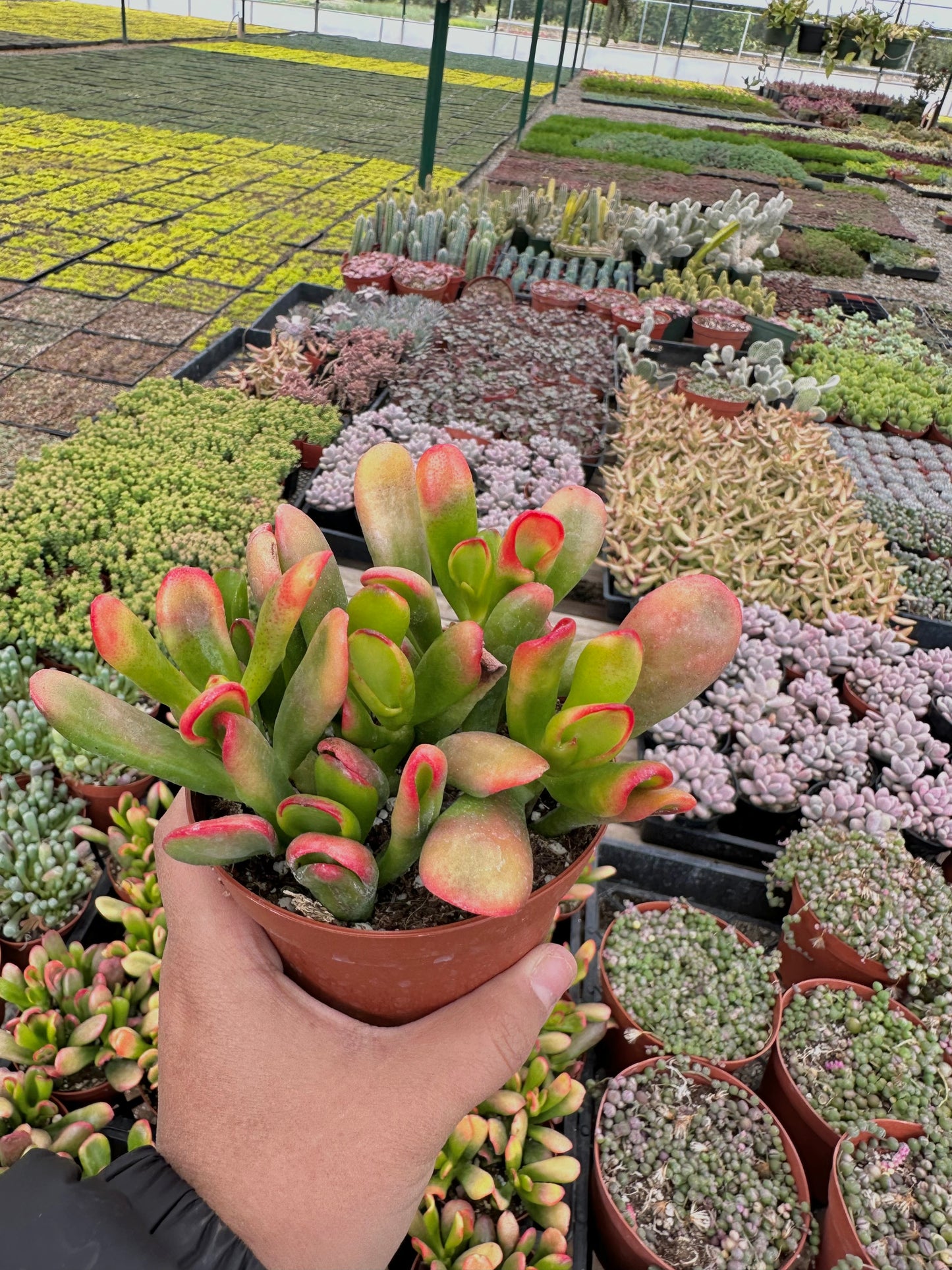 4" Variegated Crassula Ovata Ogre Ears