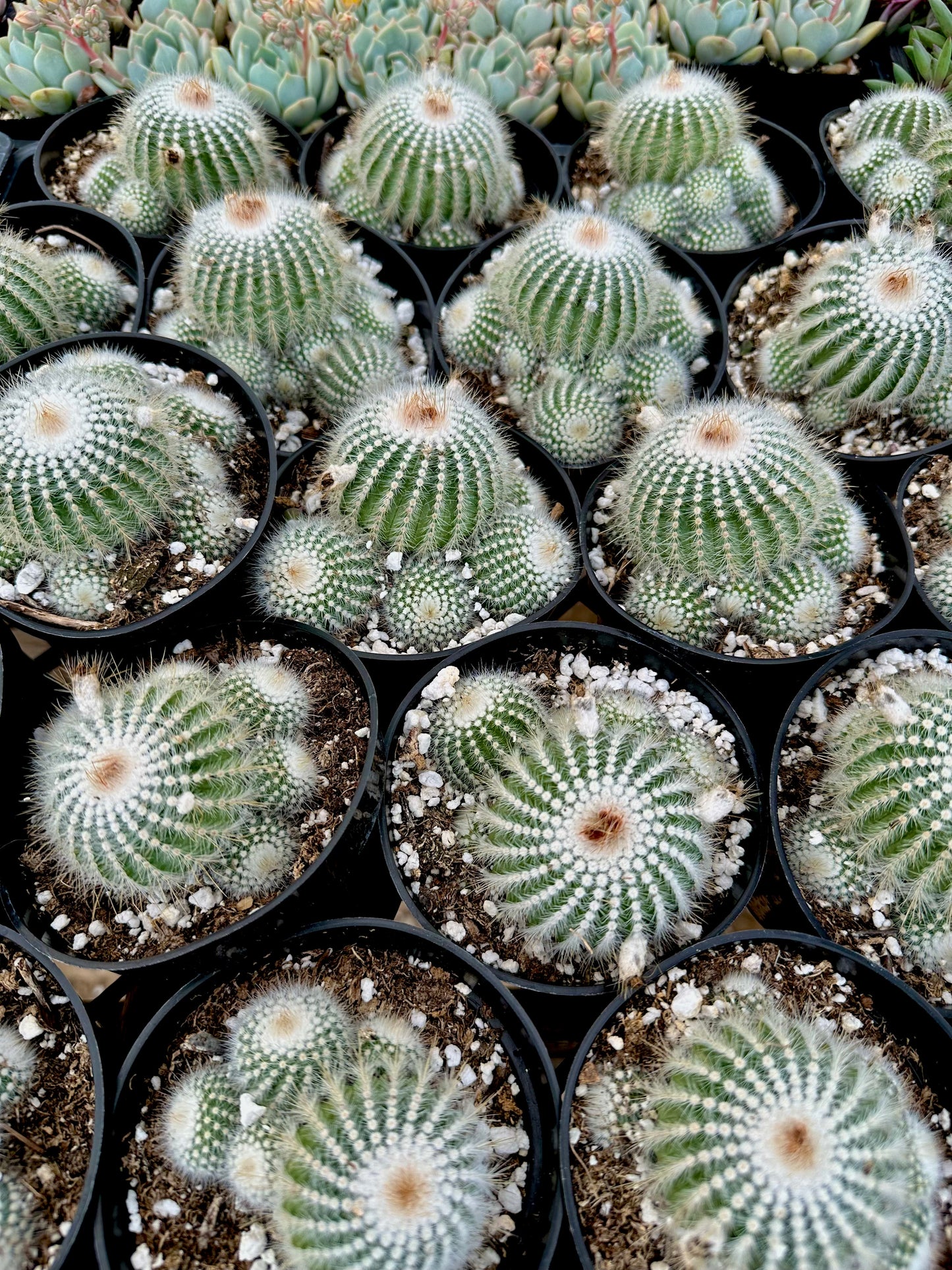 4" Silver Ball Cactus