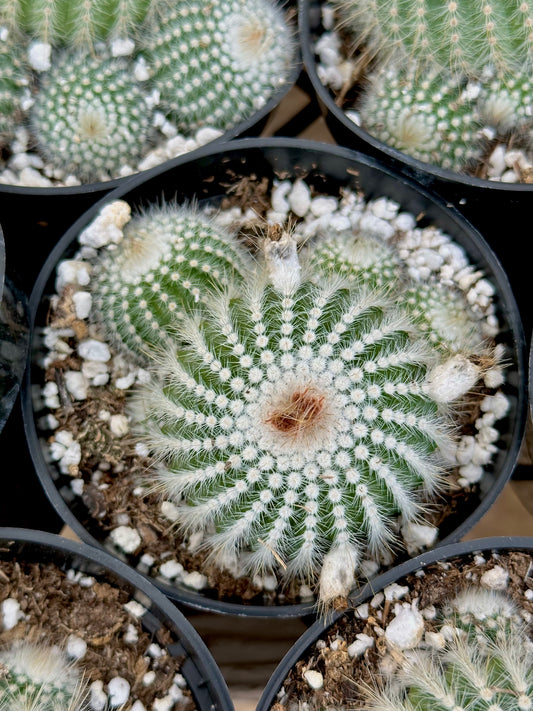 4" Silver Ball Cactus