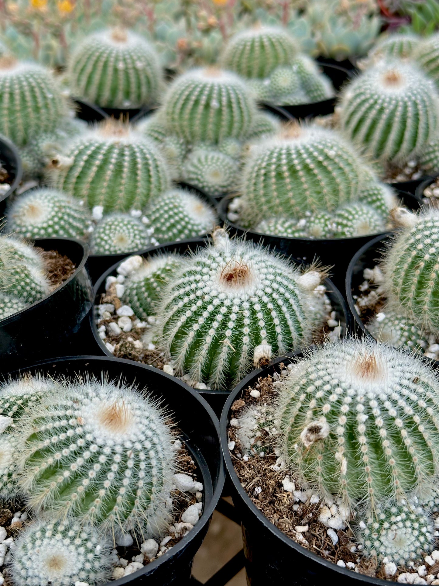 4" Silver Ball Cactus