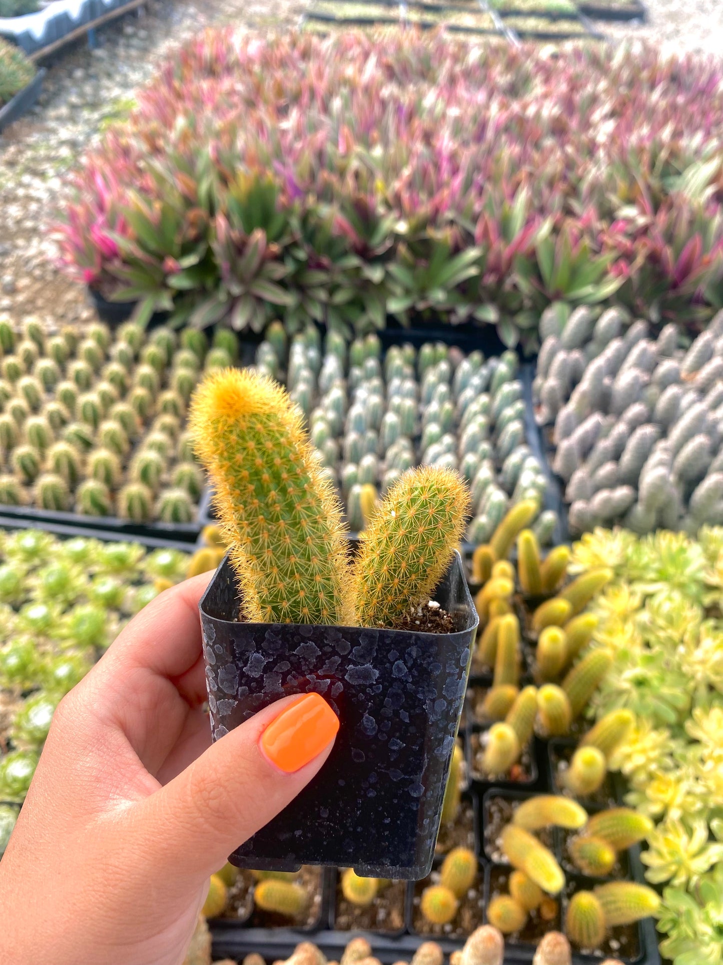 2" Rat Tail Cactus