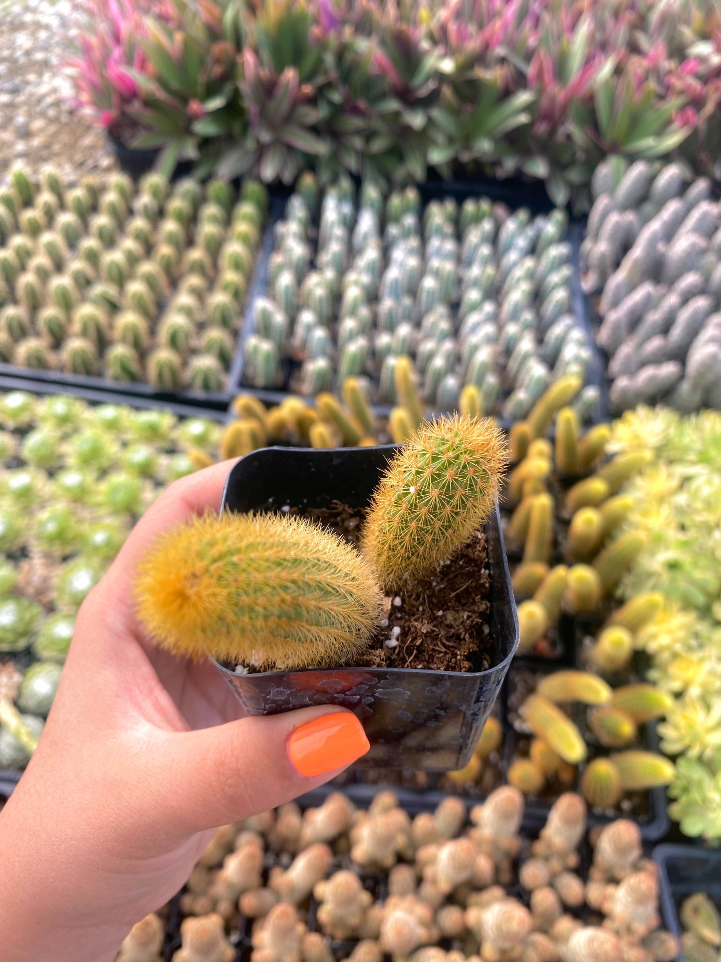 2" Rat Tail Cactus