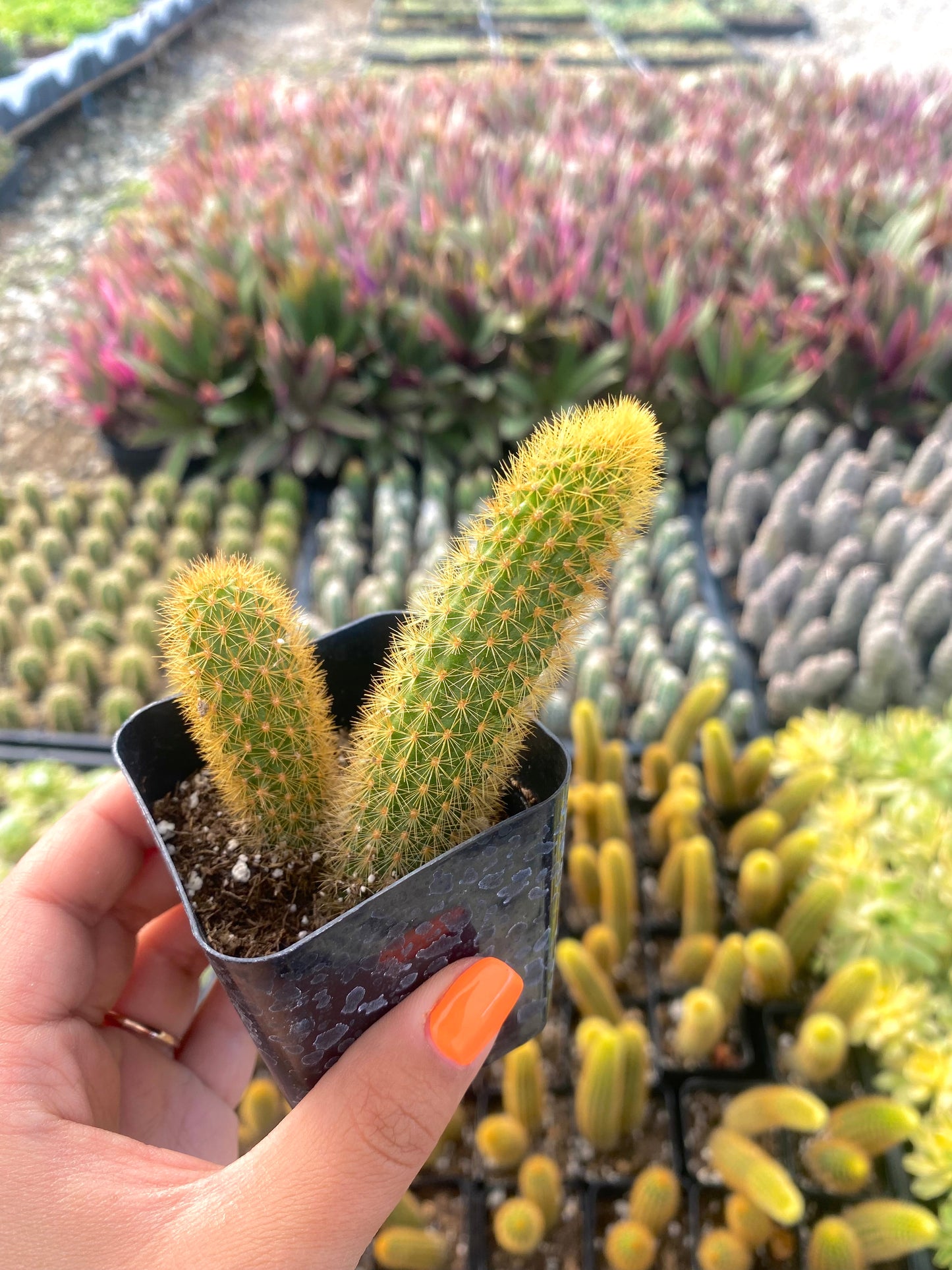 2" Rat Tail Cactus