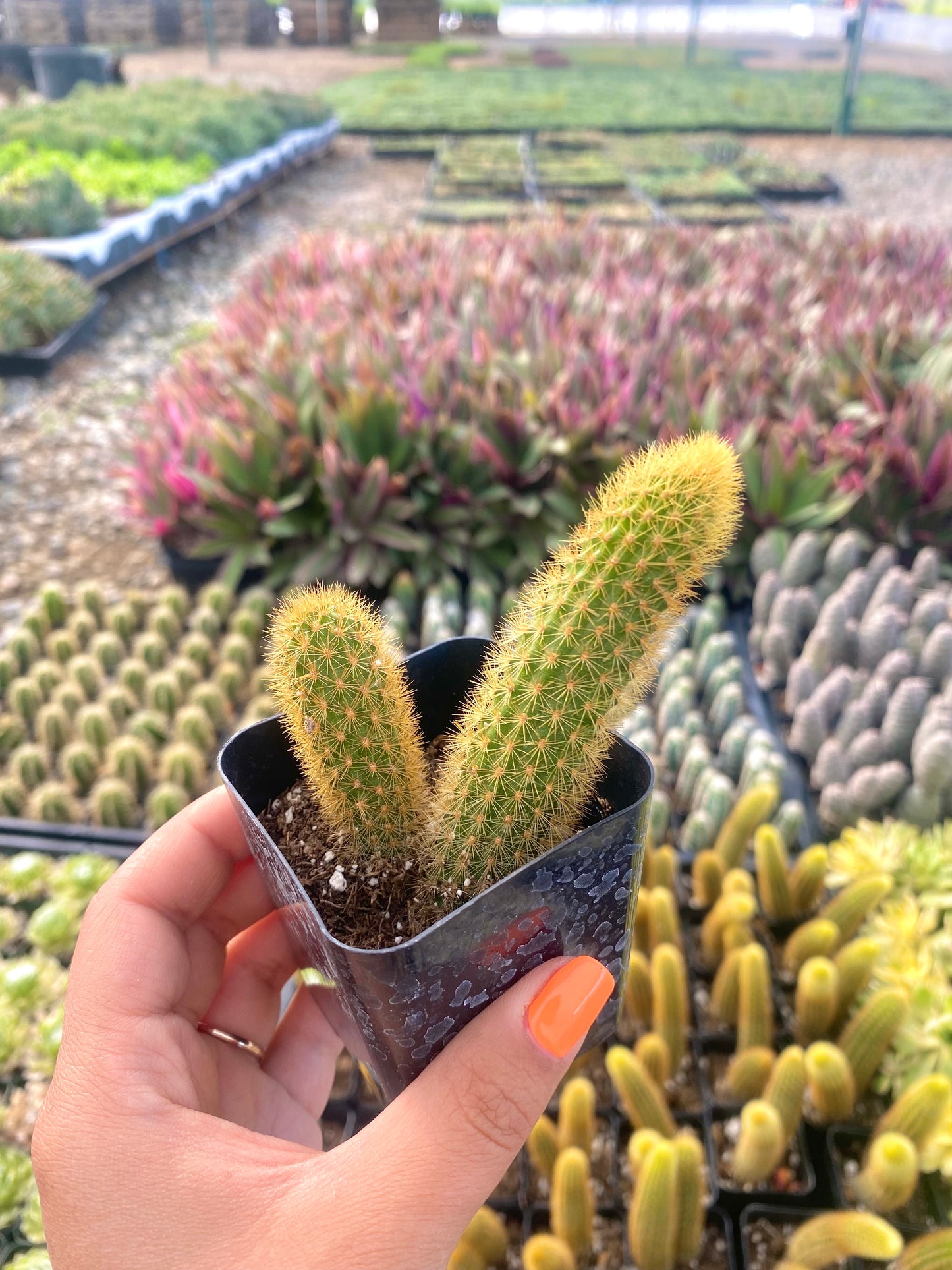 2" Rat Tail Cactus