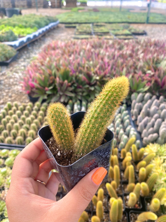 2" Rat Tail Cactus