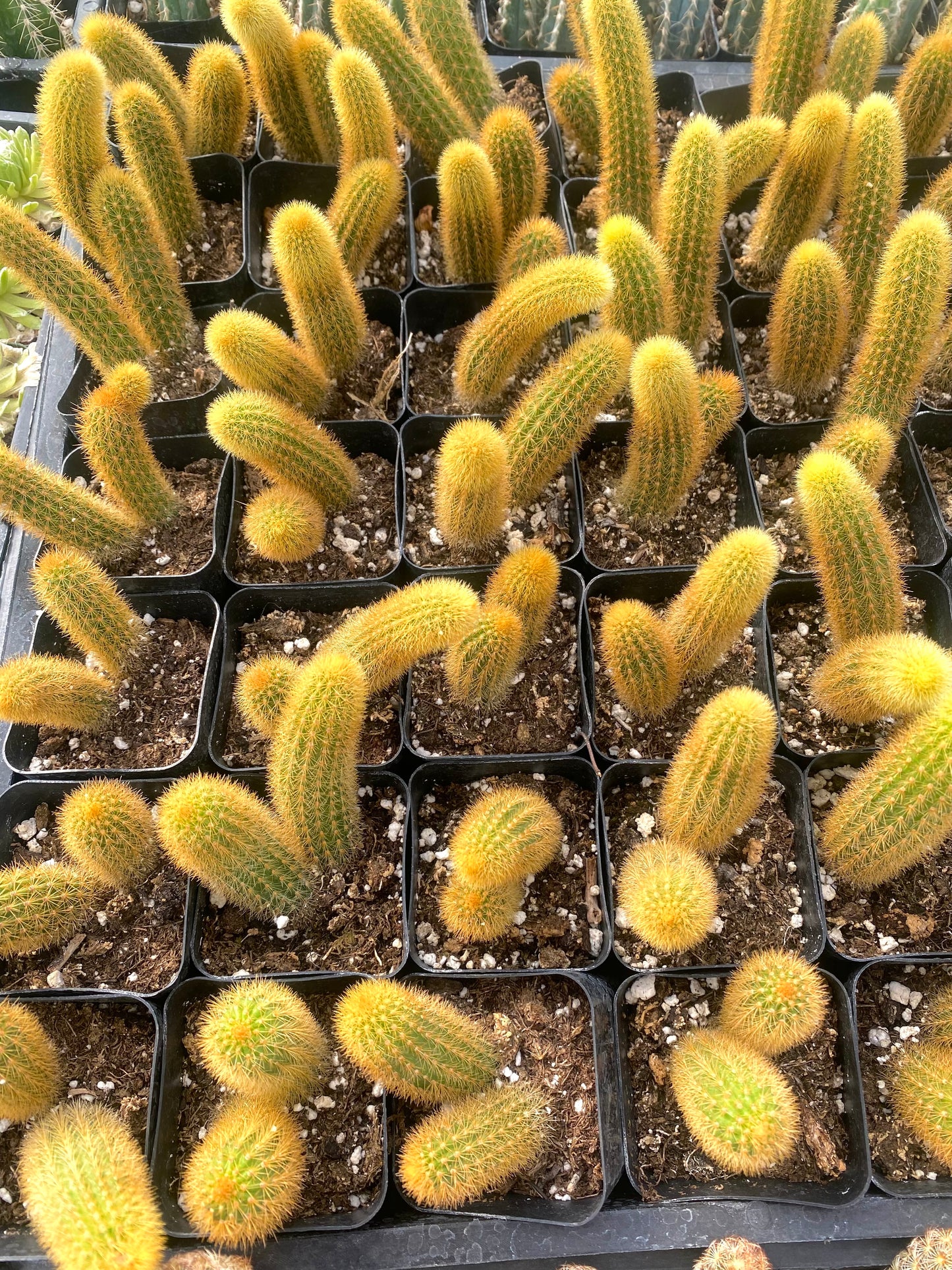2" Rat Tail Cactus