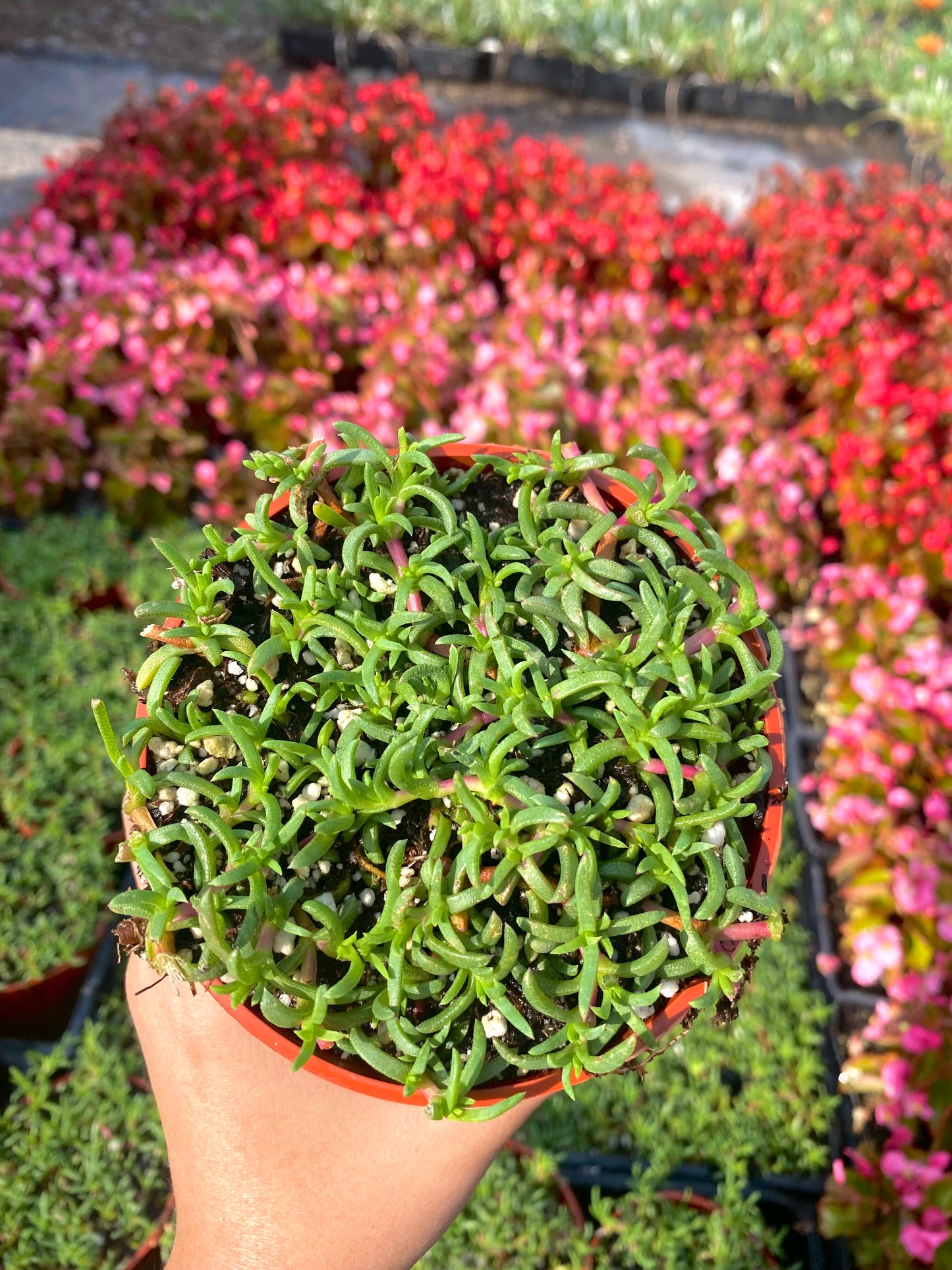 4" Ruschia Lineolata - Dwarf Carpet of Stars - PPAF