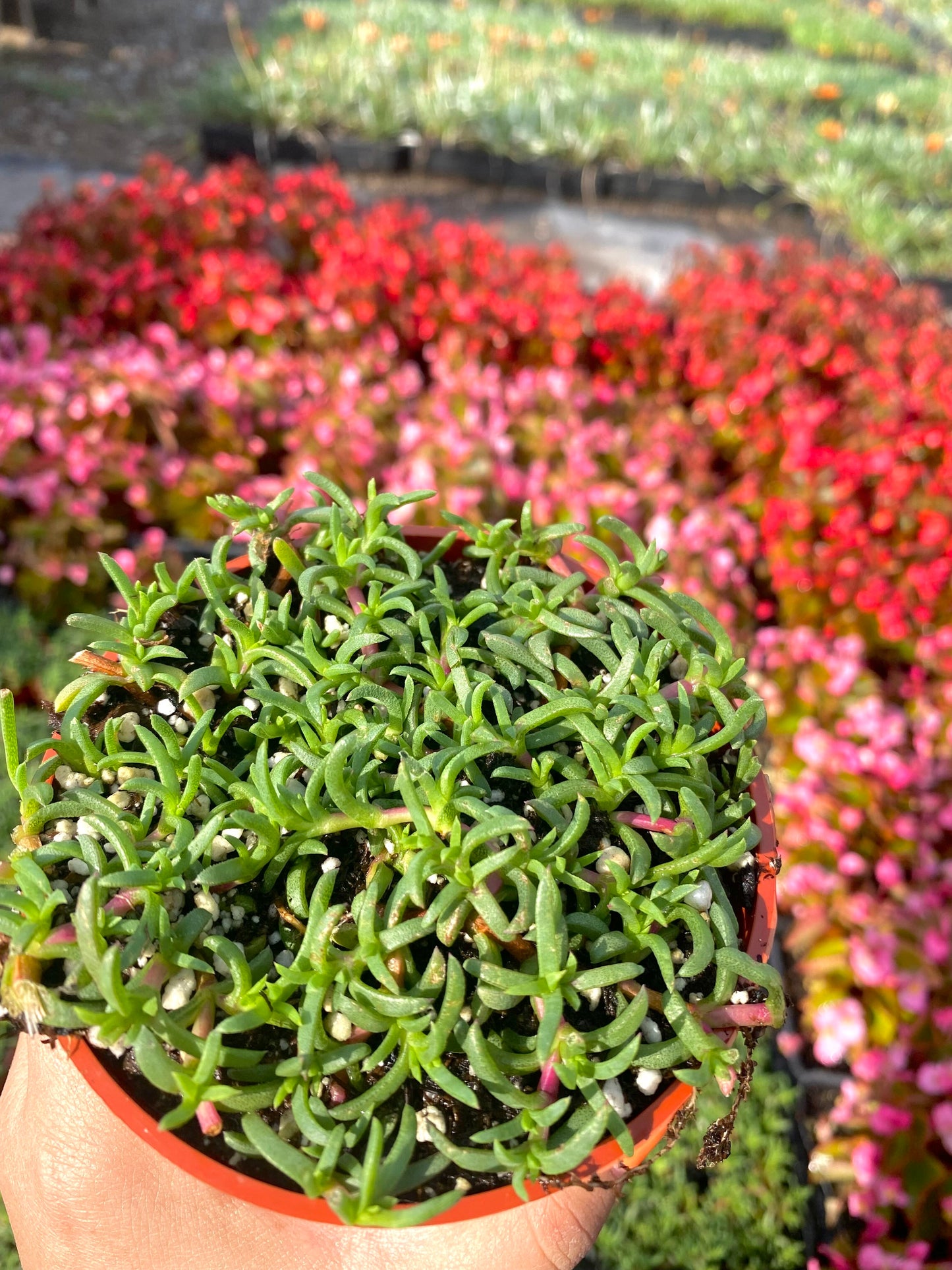 4" Ruschia Lineolata - Dwarf Carpet of Stars - PPAF