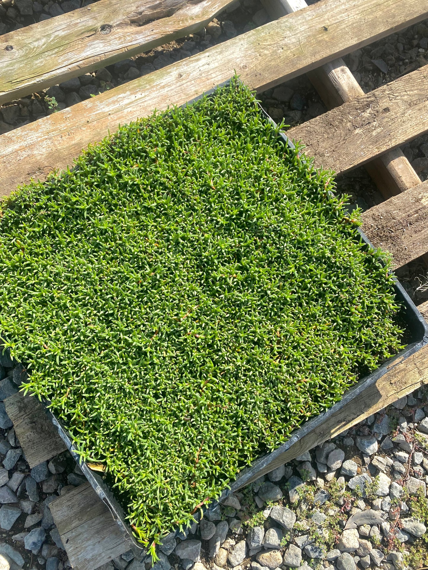 Ruschia Lineolata - Dwarf Carpet of Stars MUDFLAT