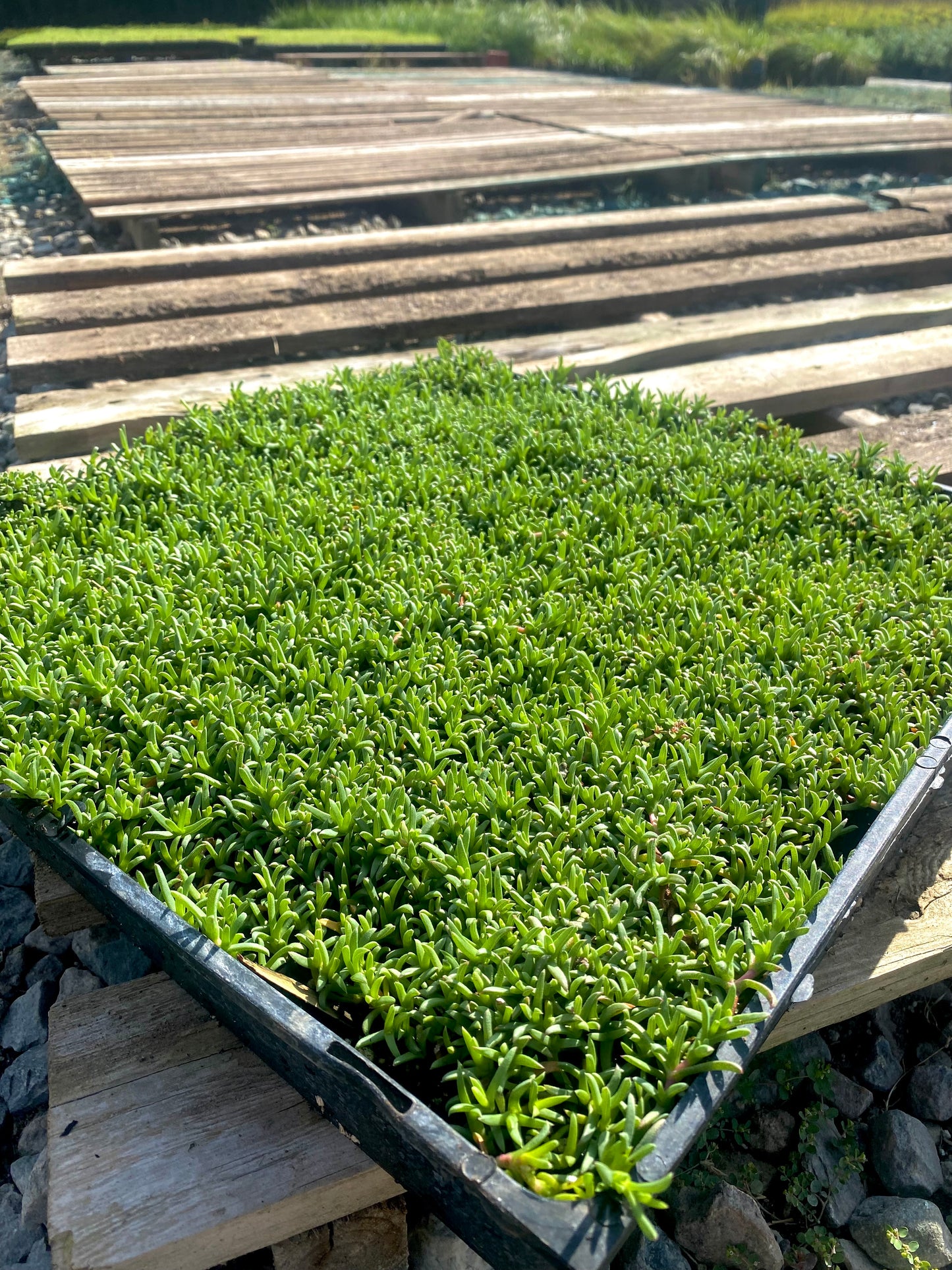 Ruschia Lineolata - Dwarf Carpet of Stars MUDFLAT
