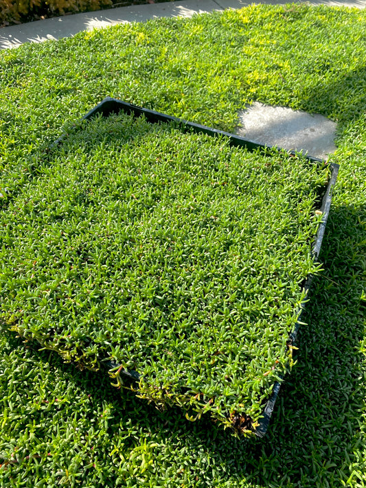 Ruschia Lineolata - Dwarf Carpet of Stars MUDFLAT