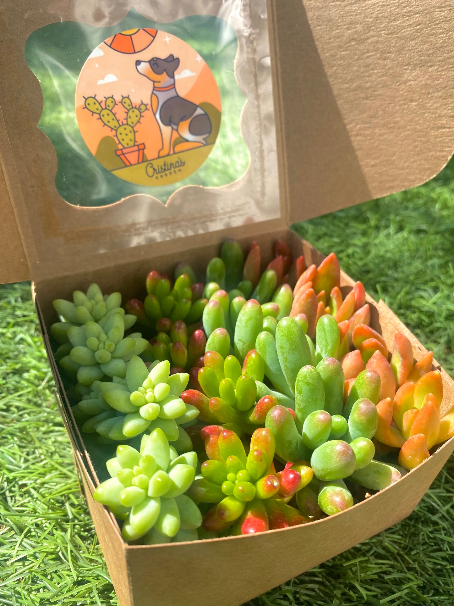 Chubby Sedum Mix Box