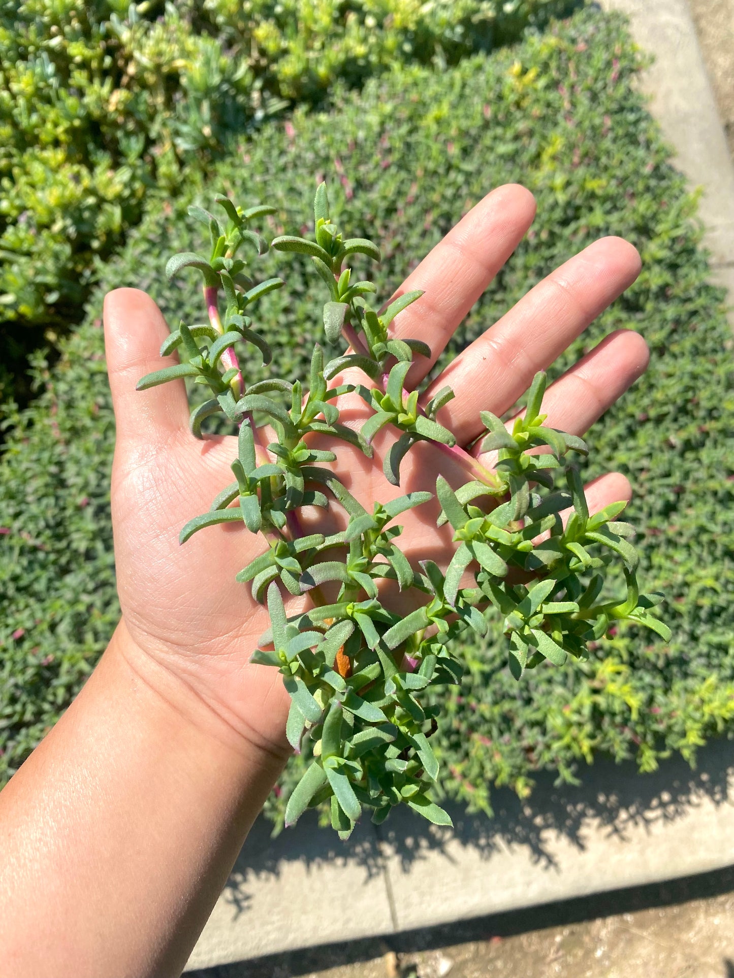 Ruschia Lineolata Cuttings