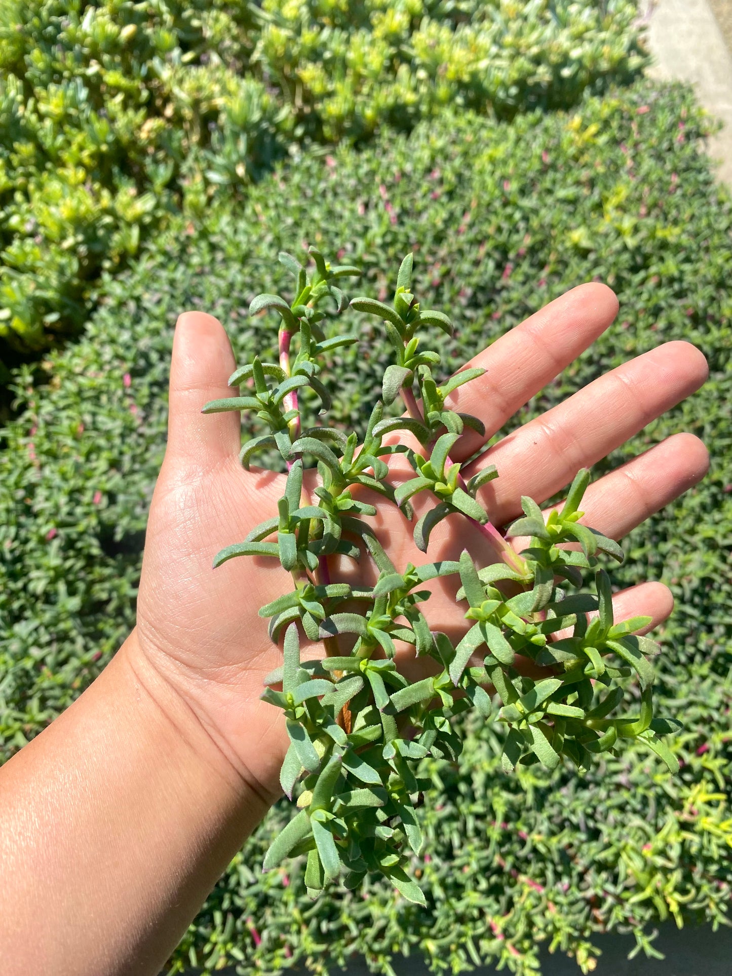 Ruschia Lineolata Cuttings
