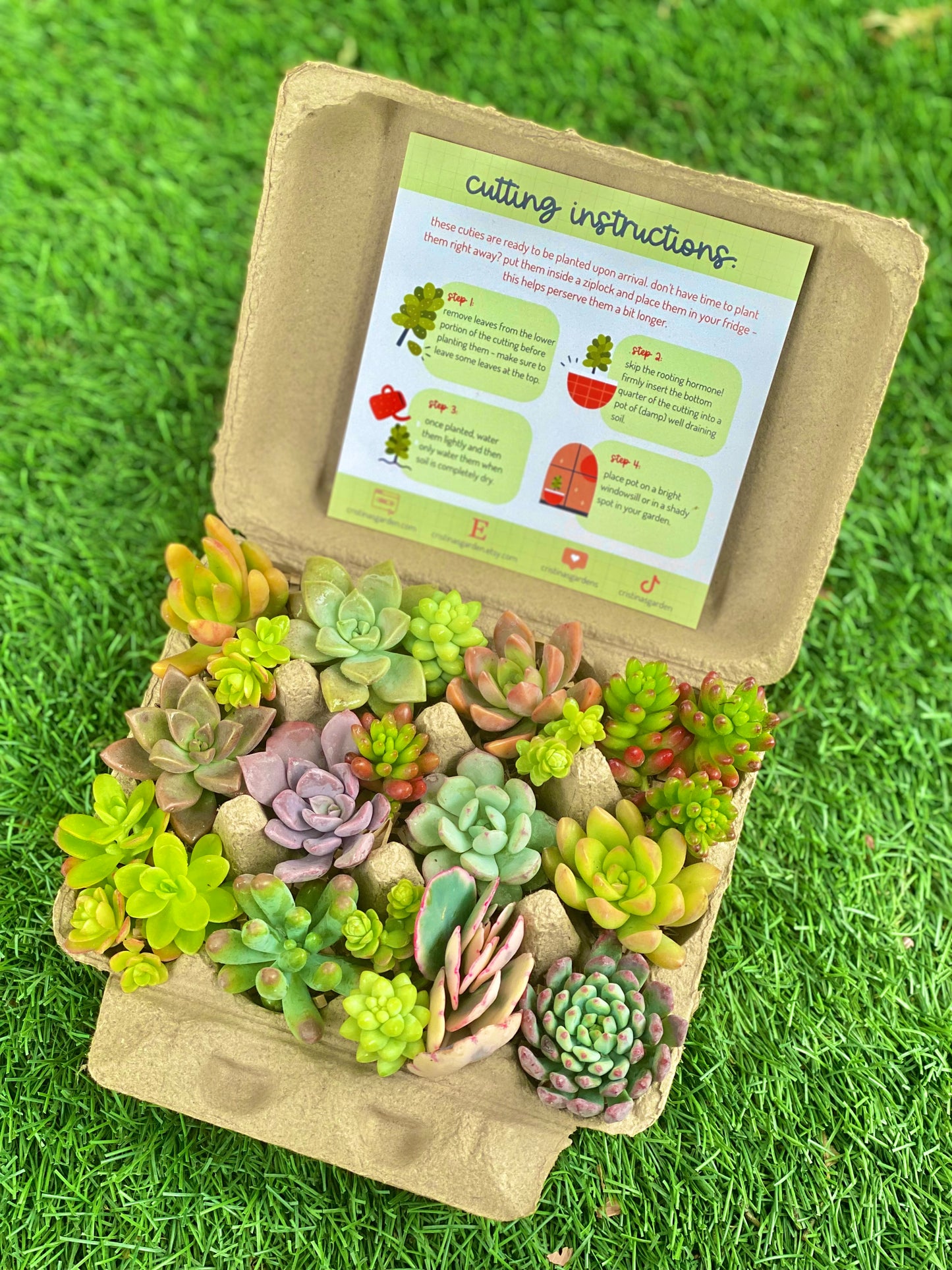 Jumbo Succulent Egg Box