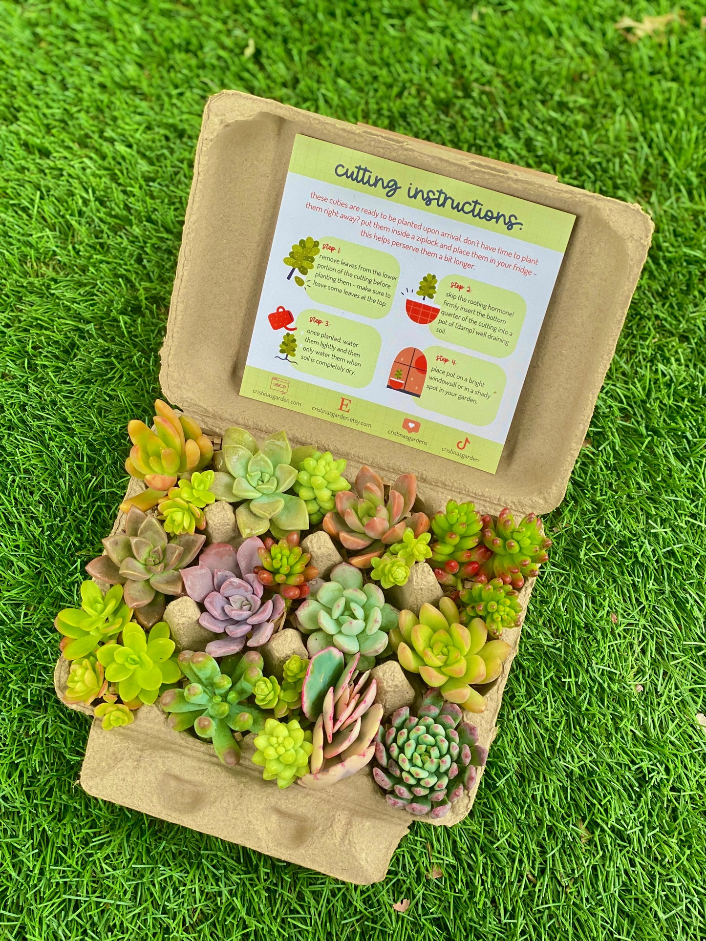 Jumbo Succulent Egg Box