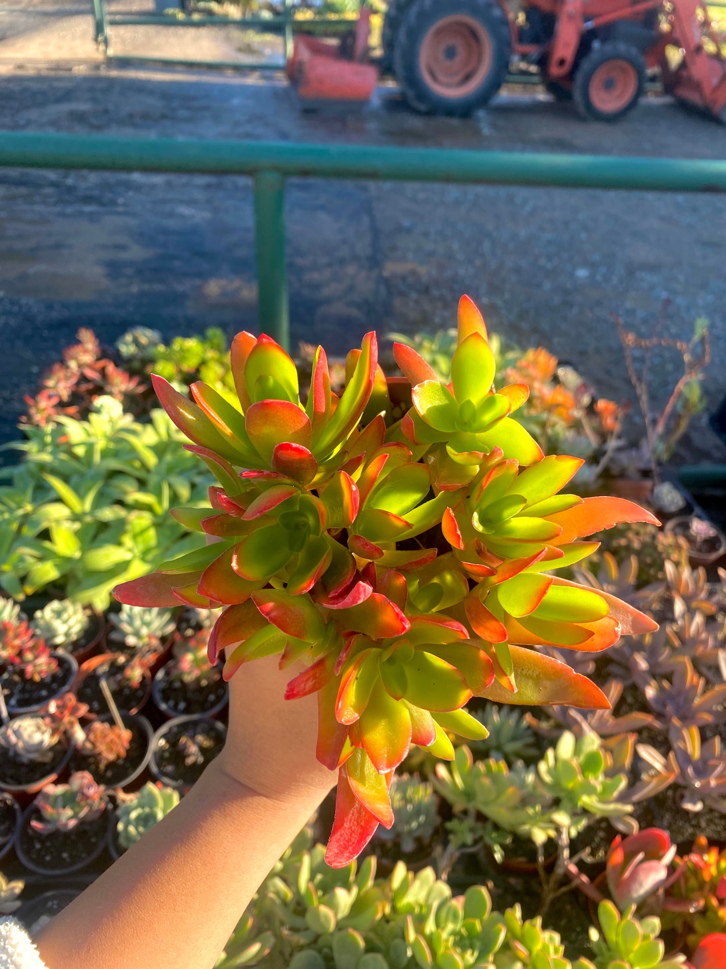 4" Crassula Campfire