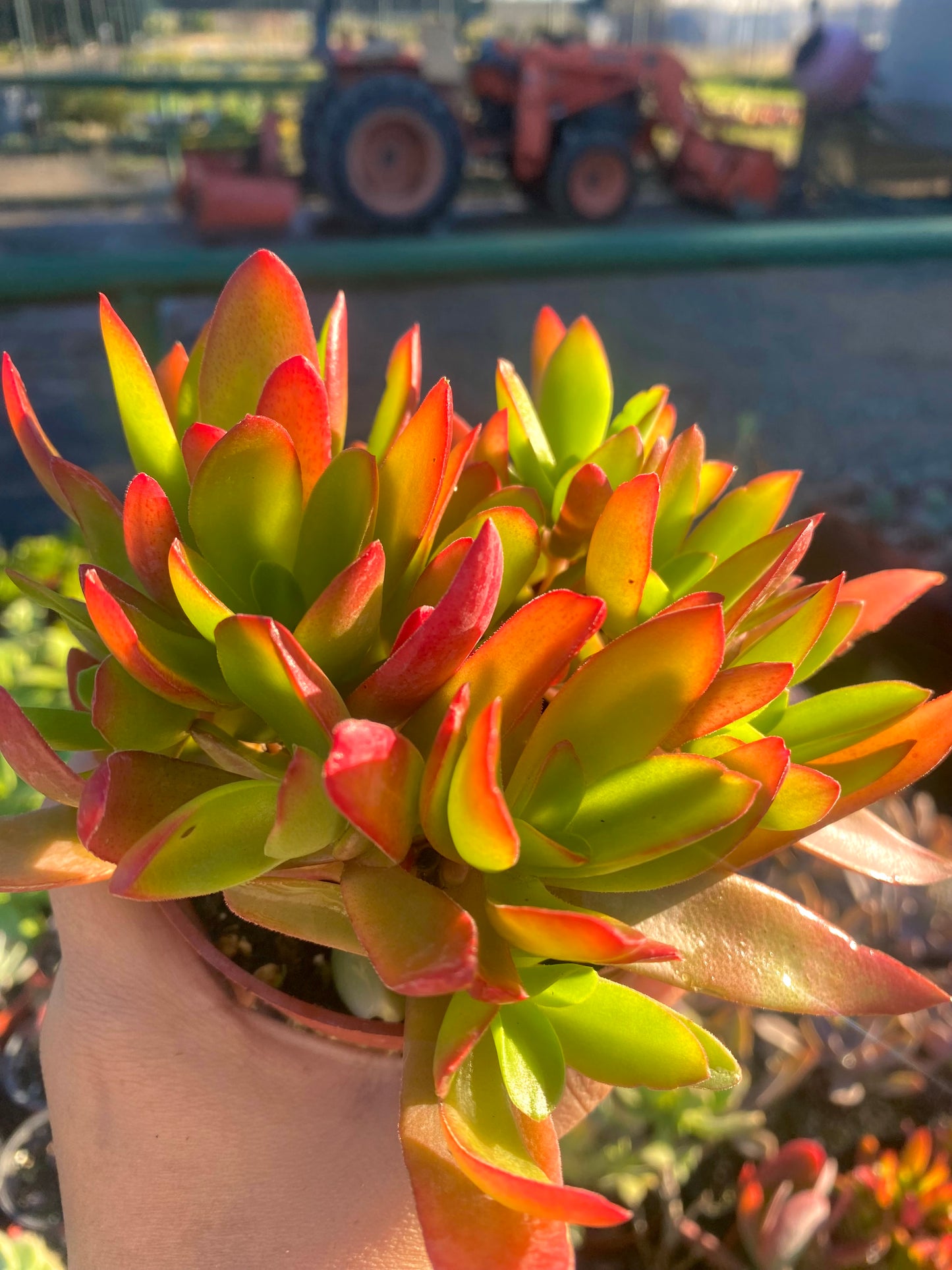 4" Crassula Campfire