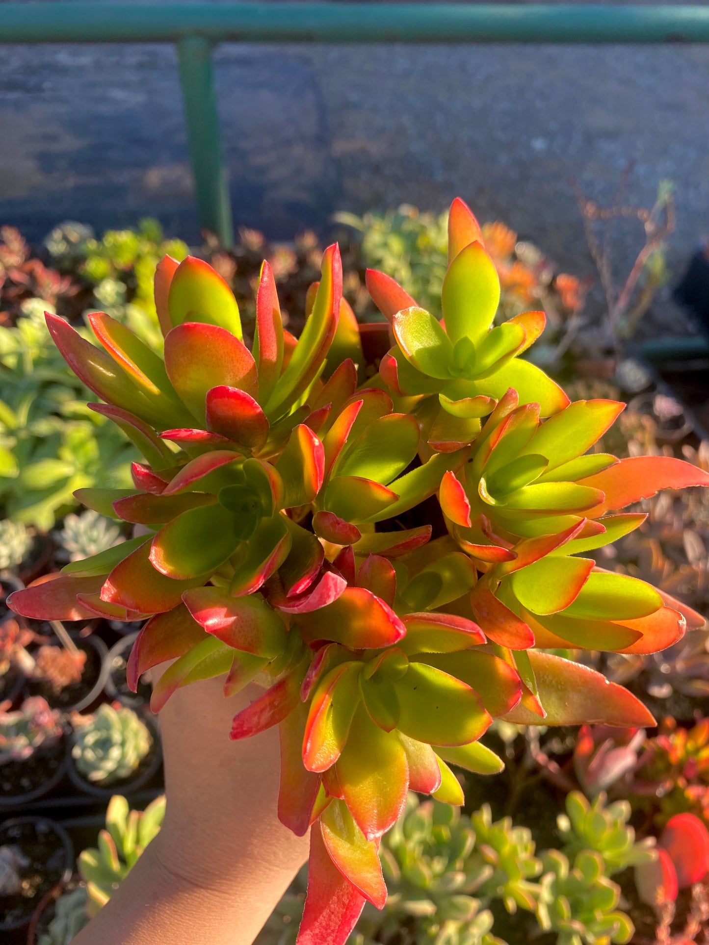 4" Crassula Campfire