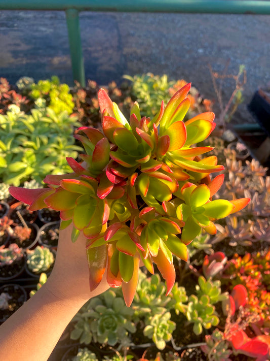 4" Crassula Campfire
