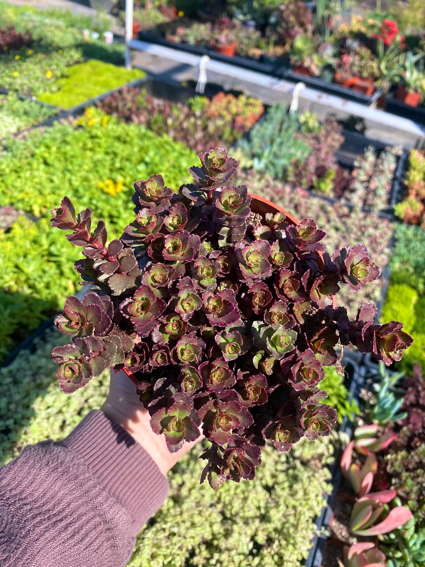 6" Sedum Spurium Bronze Carpet
