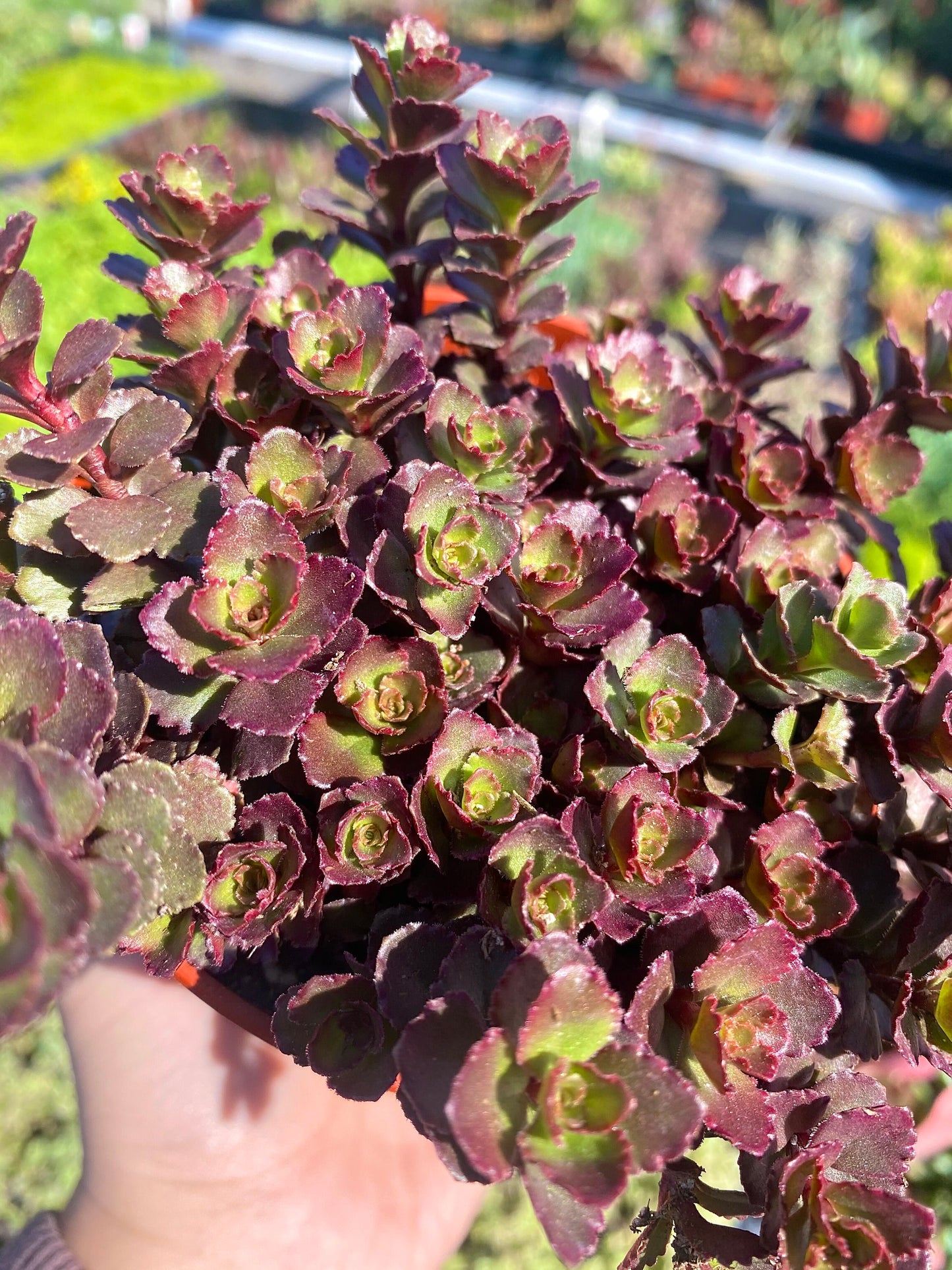 6" Sedum Spurium Bronze Carpet