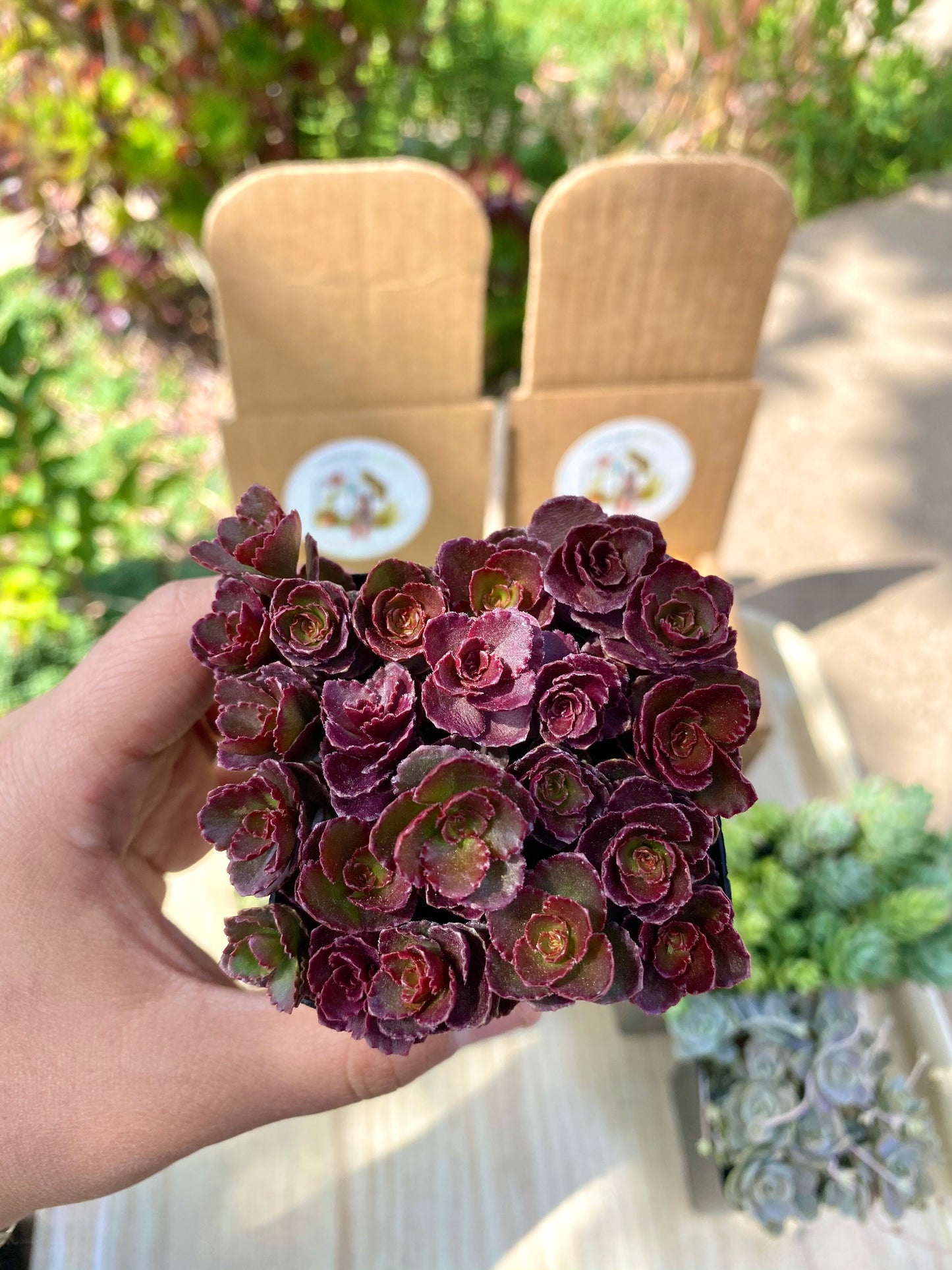Sedum Spurium Bronze Carpet Cuttings