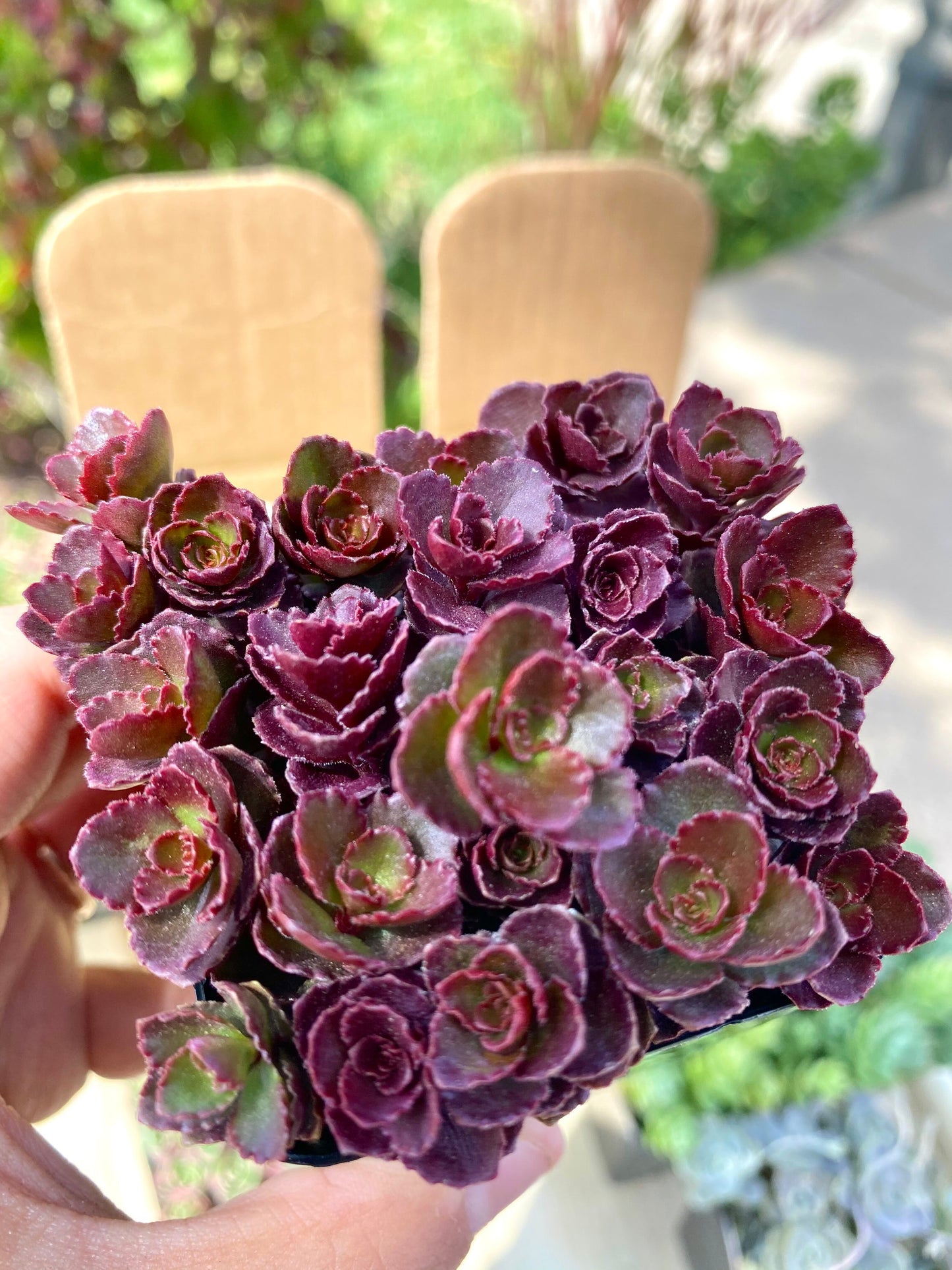 Sedum Spurium Bronze Carpet Cuttings