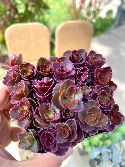 Sedum Spurium Bronze Carpet Cuttings