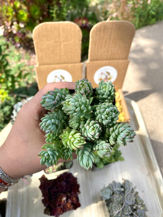 Sedum Reflexum Blue Cuttings